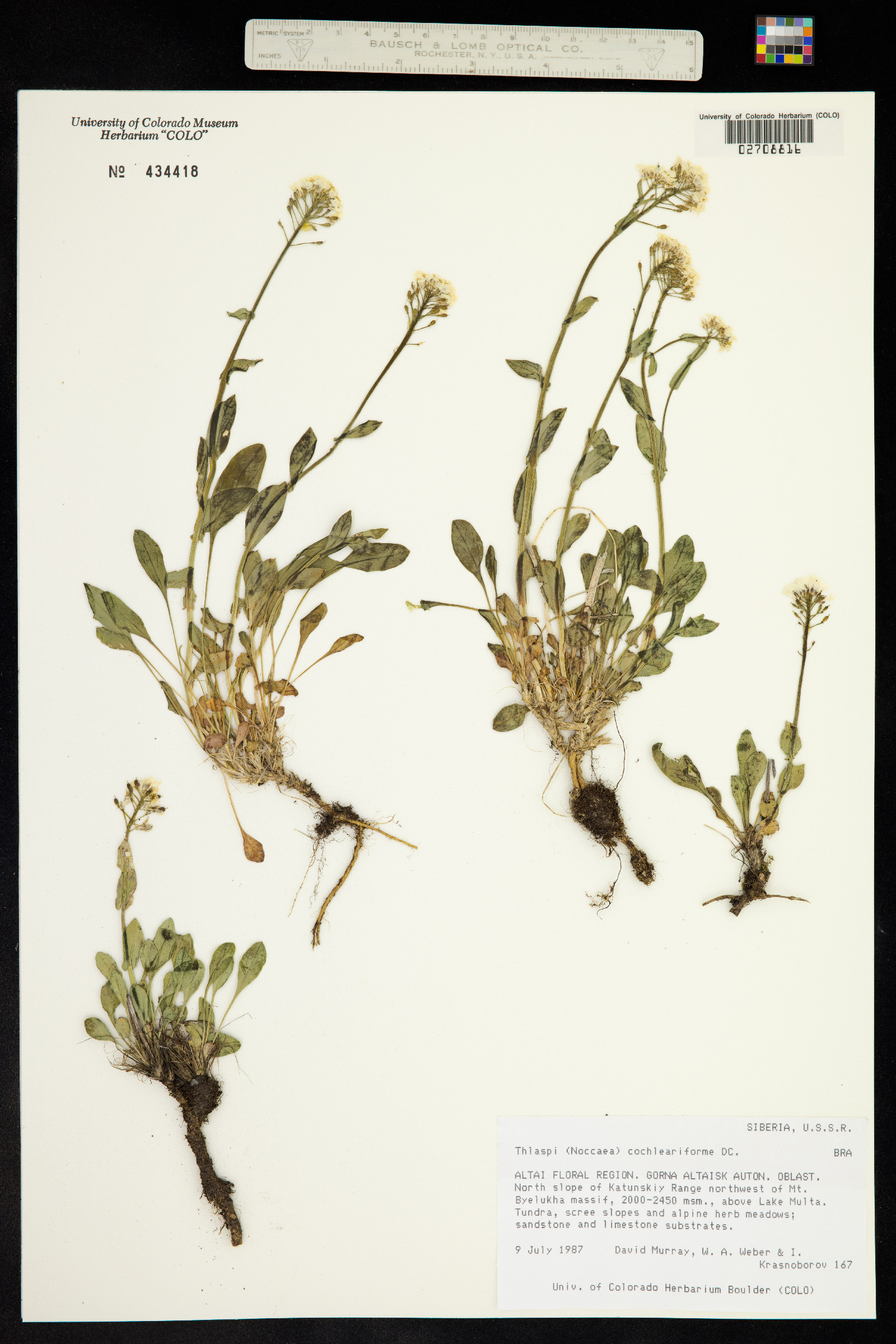 Noccaea cochlearioides image