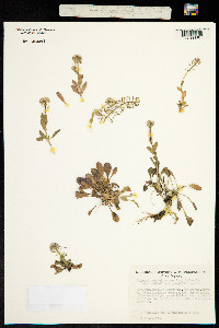 Image of Noccaea caerulescens