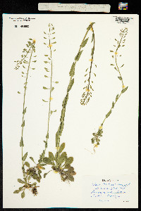 Image of Noccaea brachypetala
