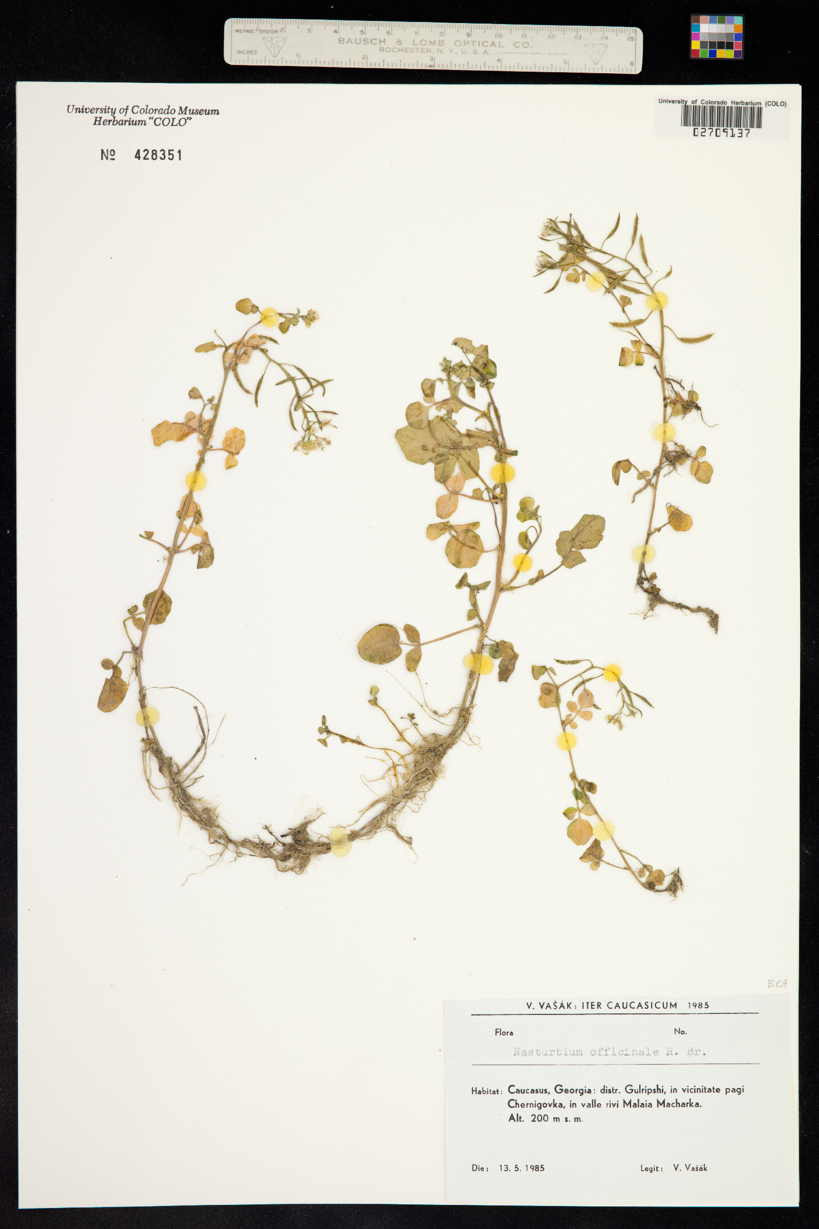 Nasturtium officinale image