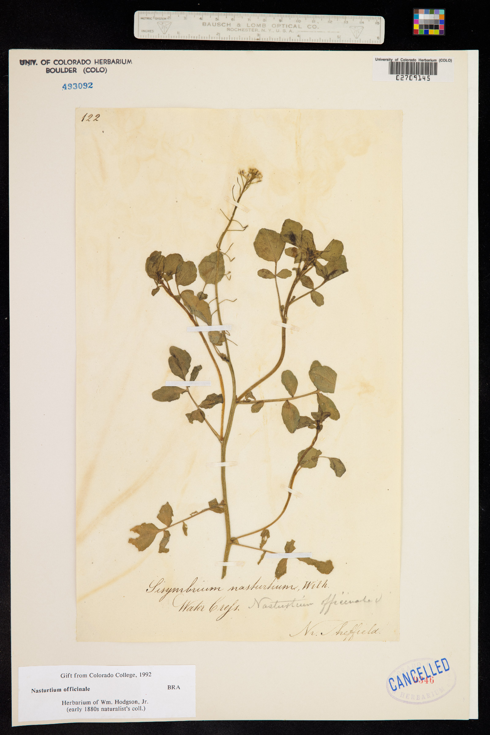 Nasturtium officinale image