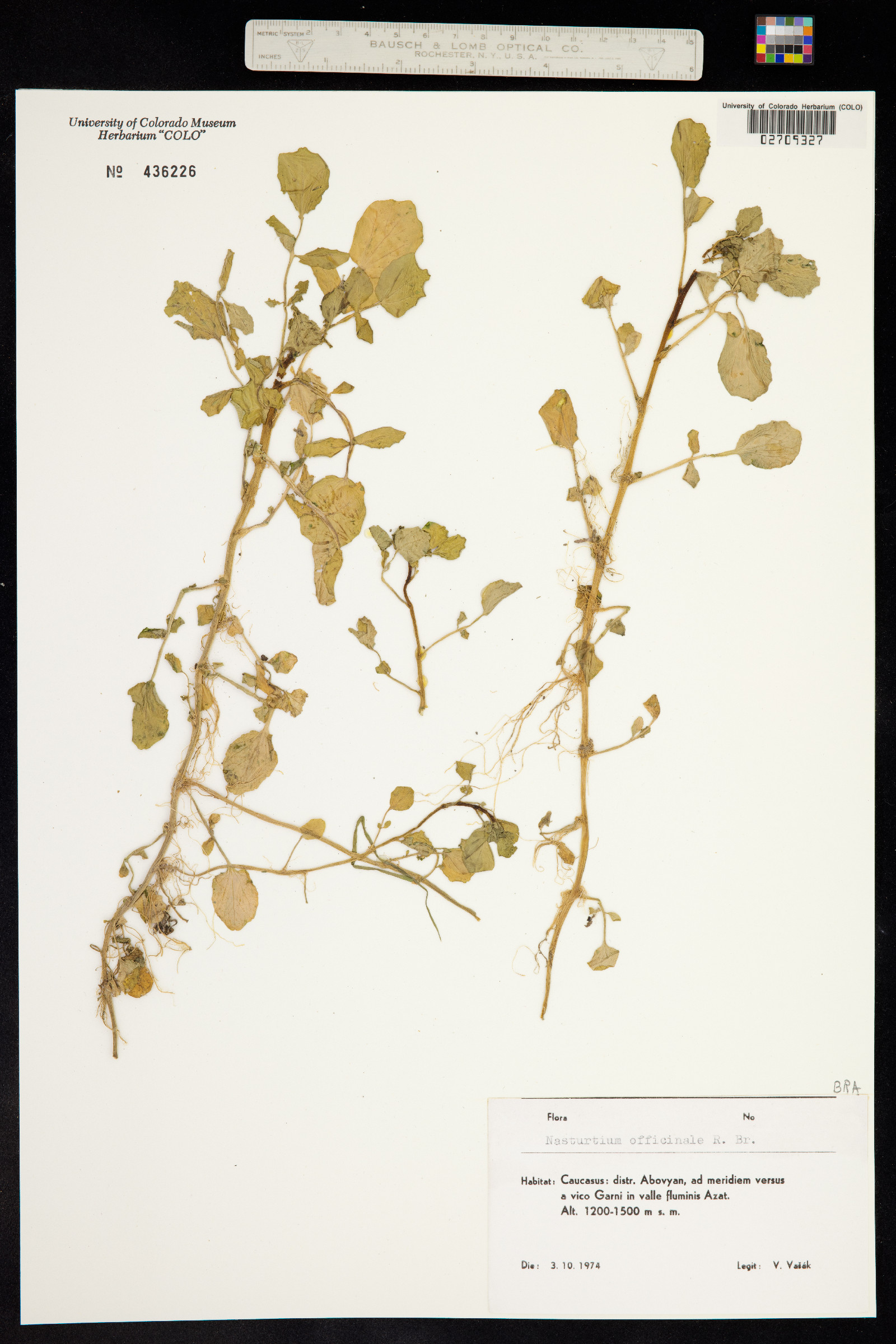 Nasturtium officinale image