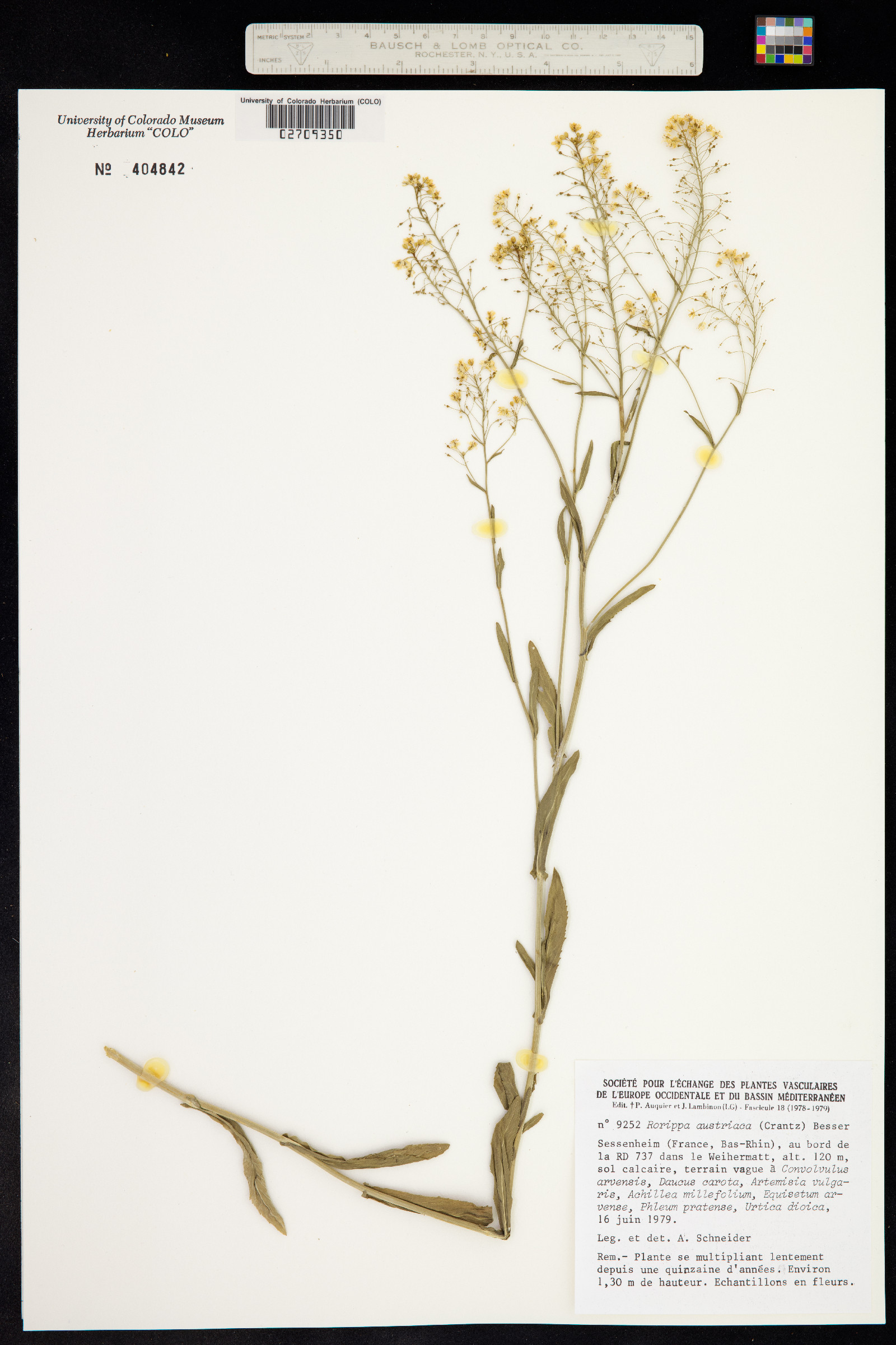 Rorippa austriaca image