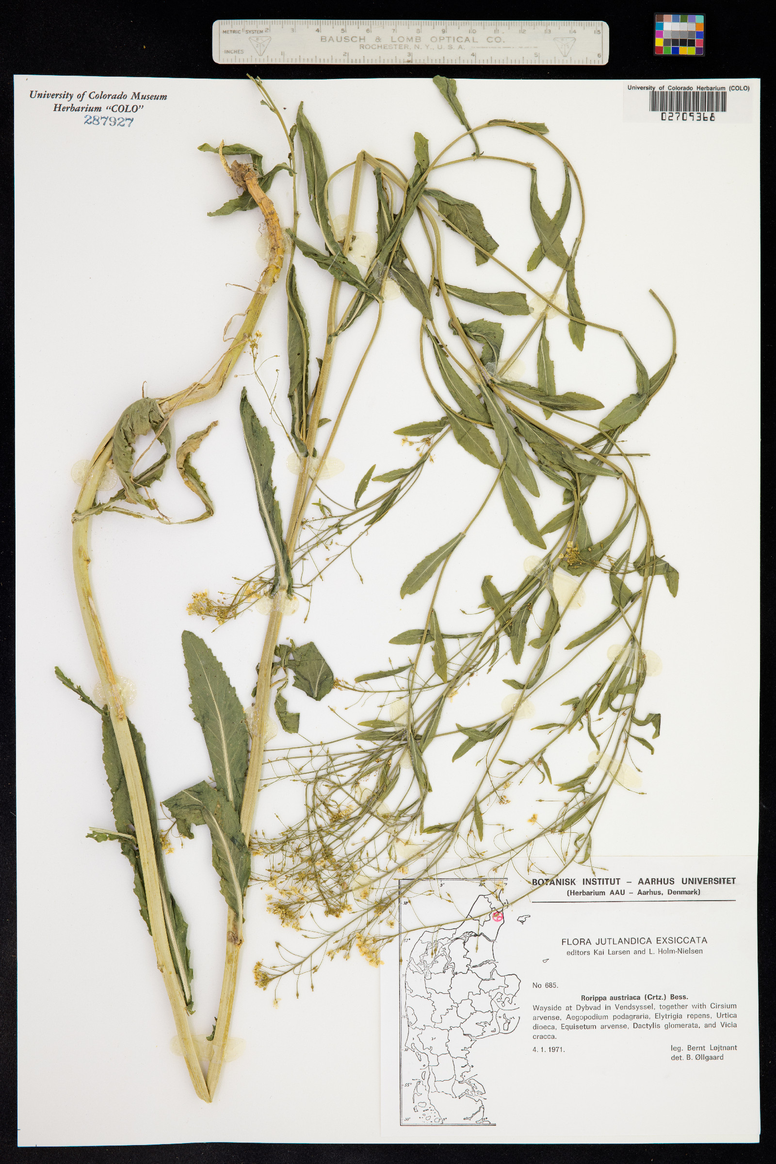 Rorippa austriaca image