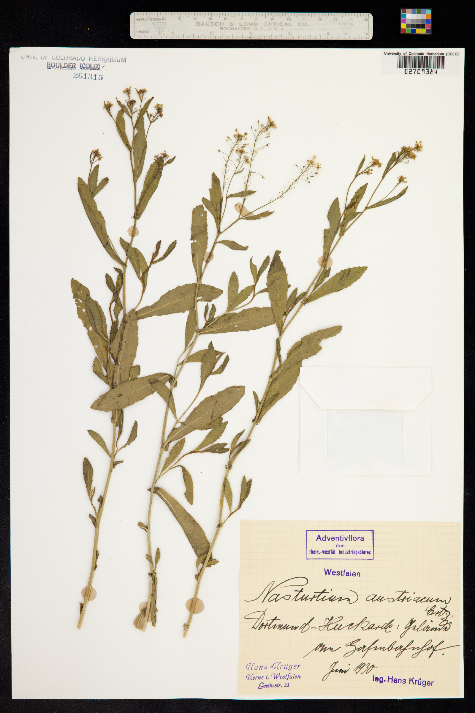 Rorippa austriaca image