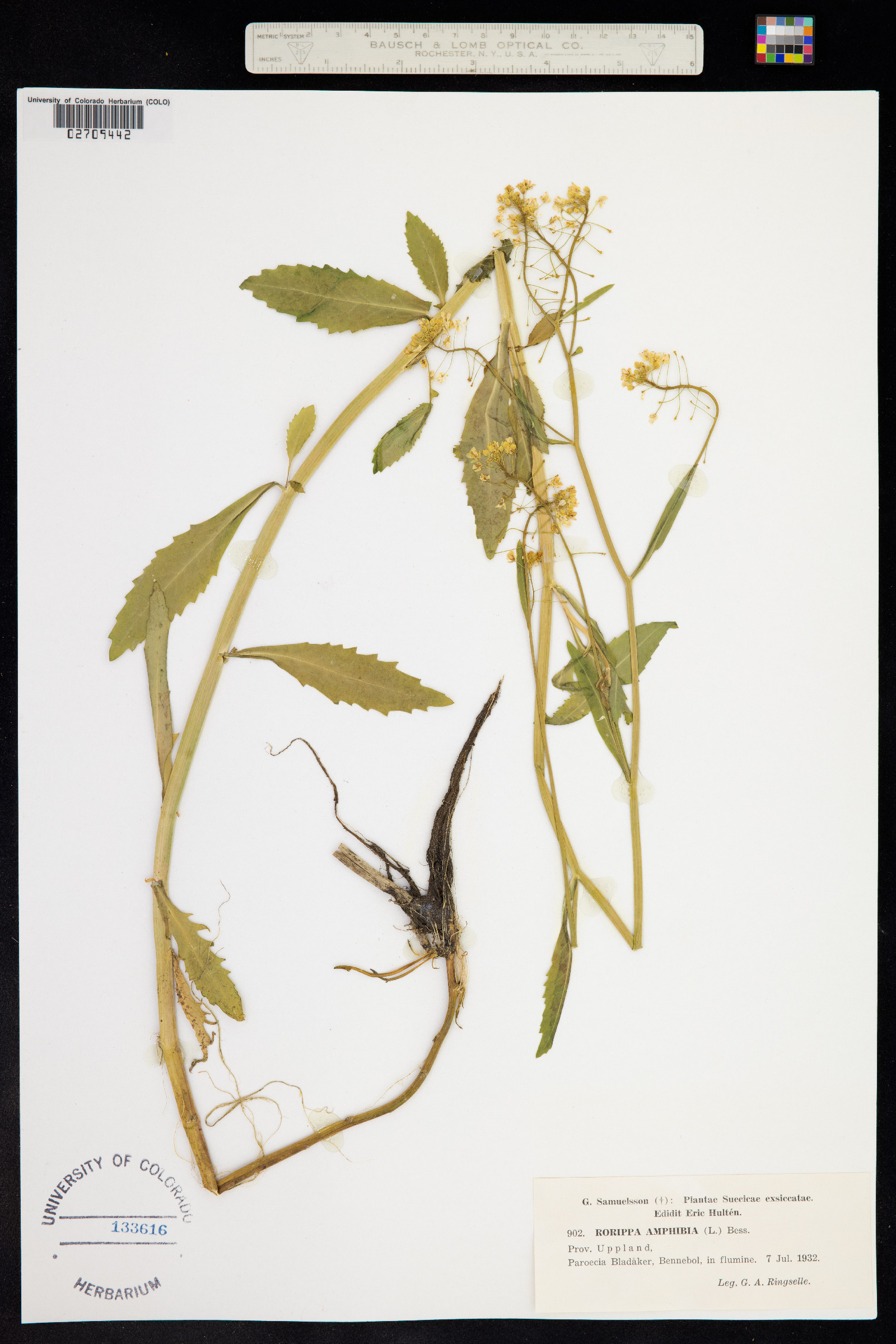Rorippa amphibia image