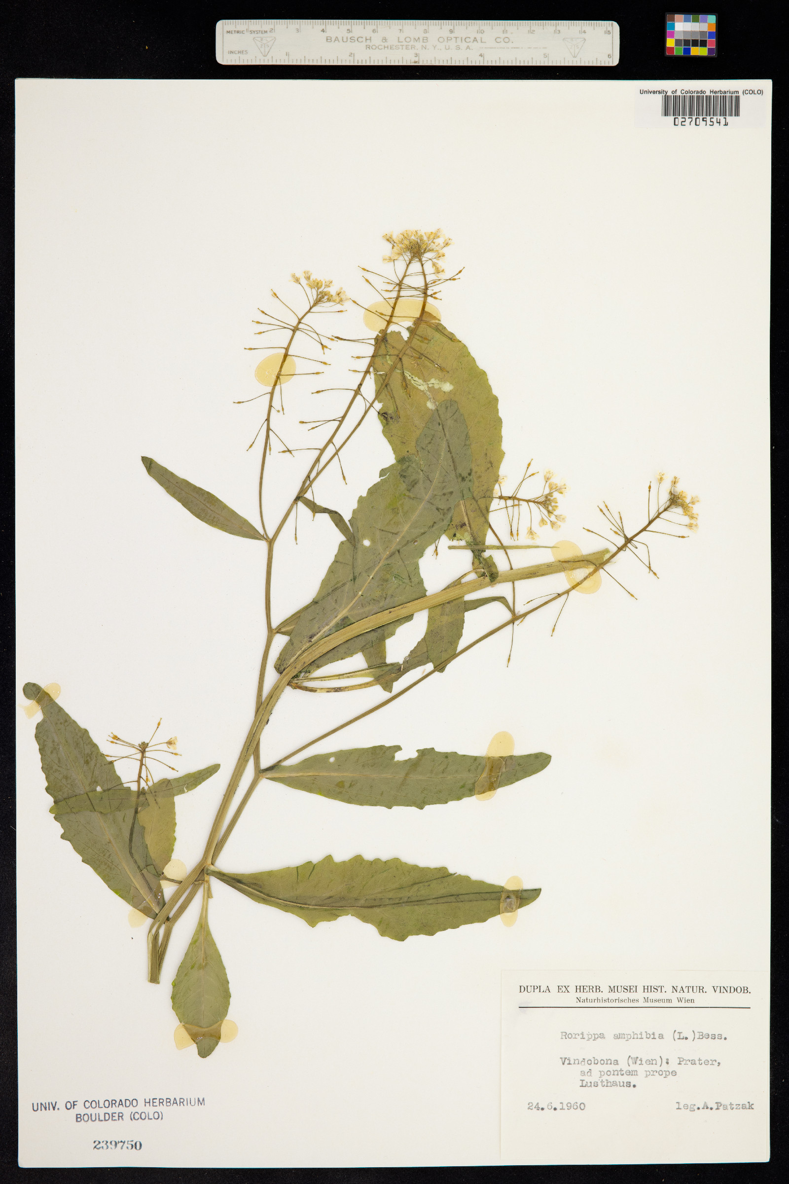 Rorippa amphibia image