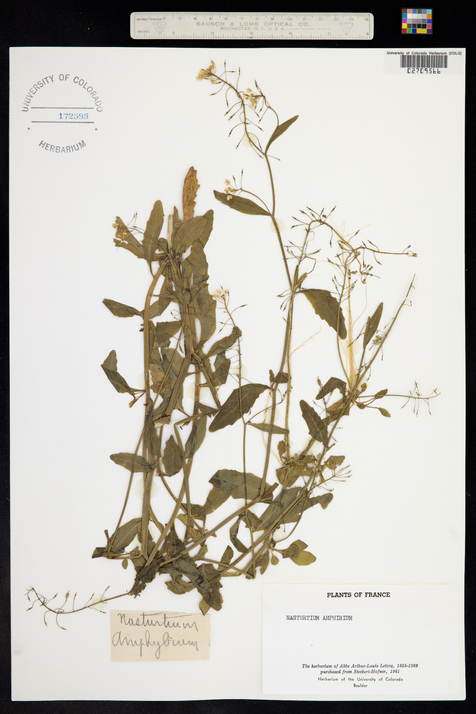 Rorippa amphibia image