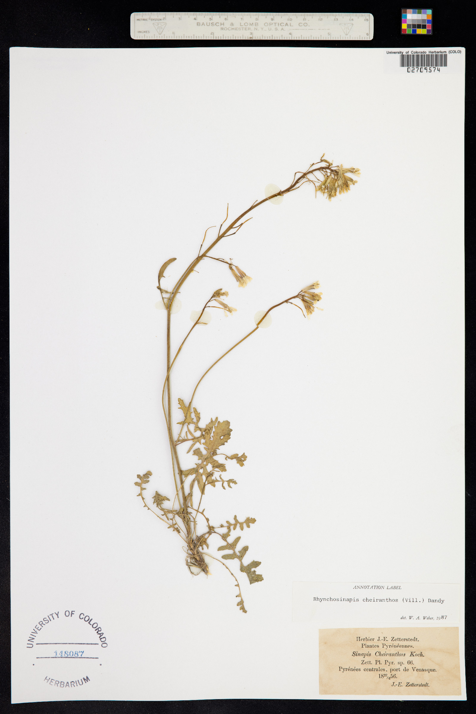 Coincya monensis ssp. recurvata image