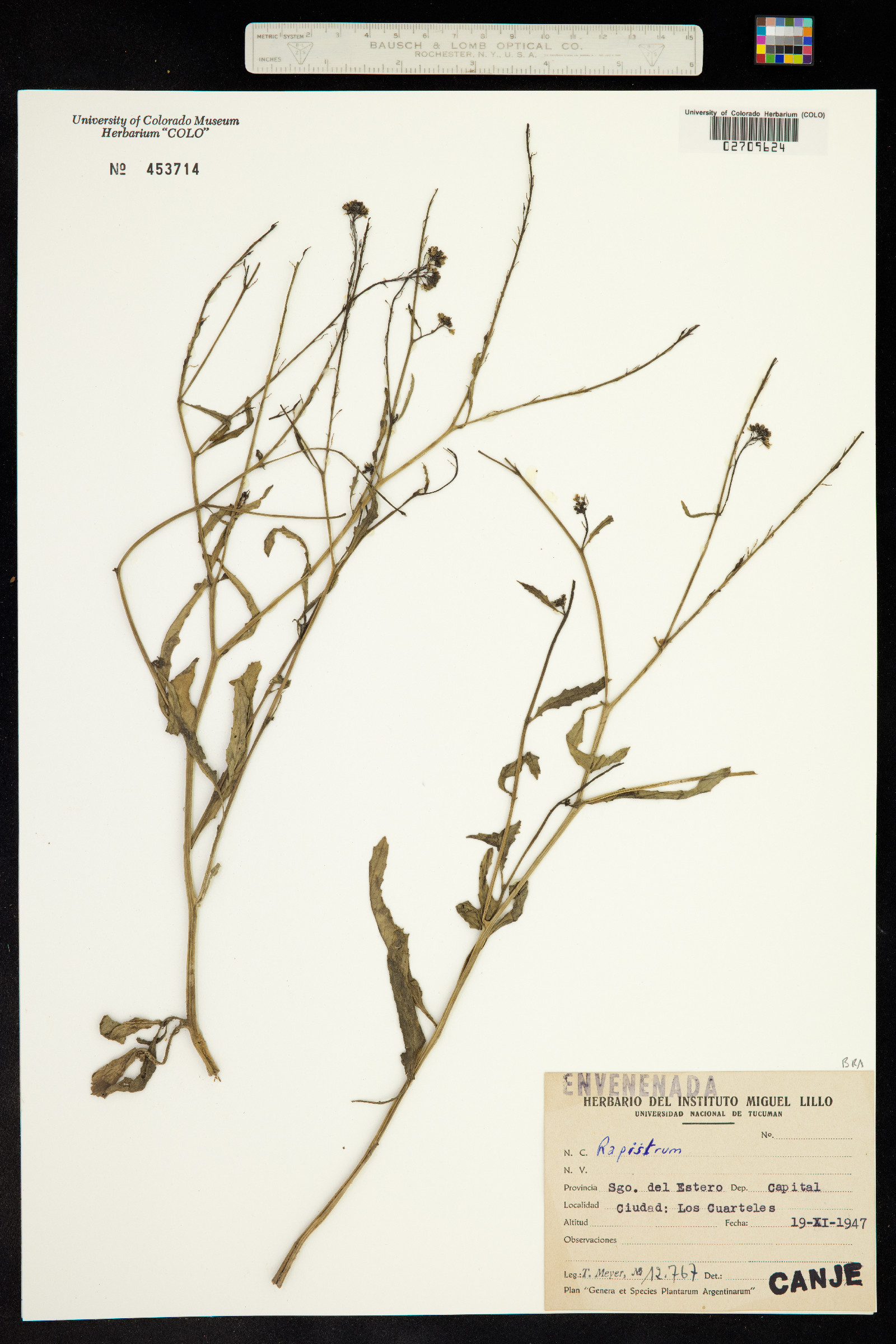 Rapistrum rugosum image