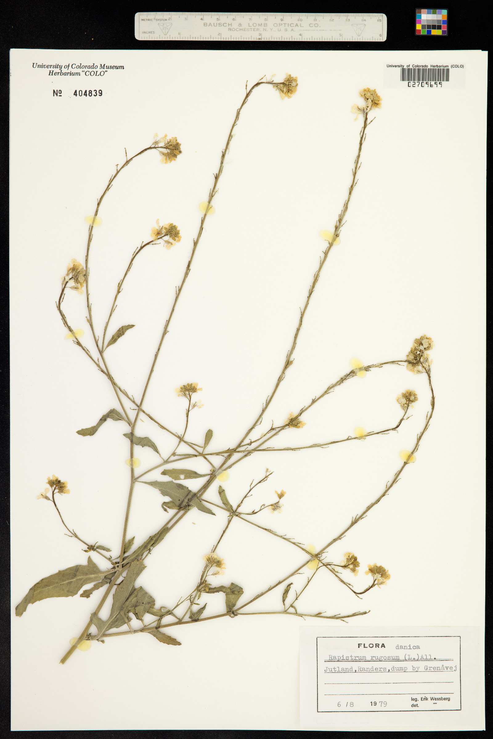 Rapistrum rugosum image