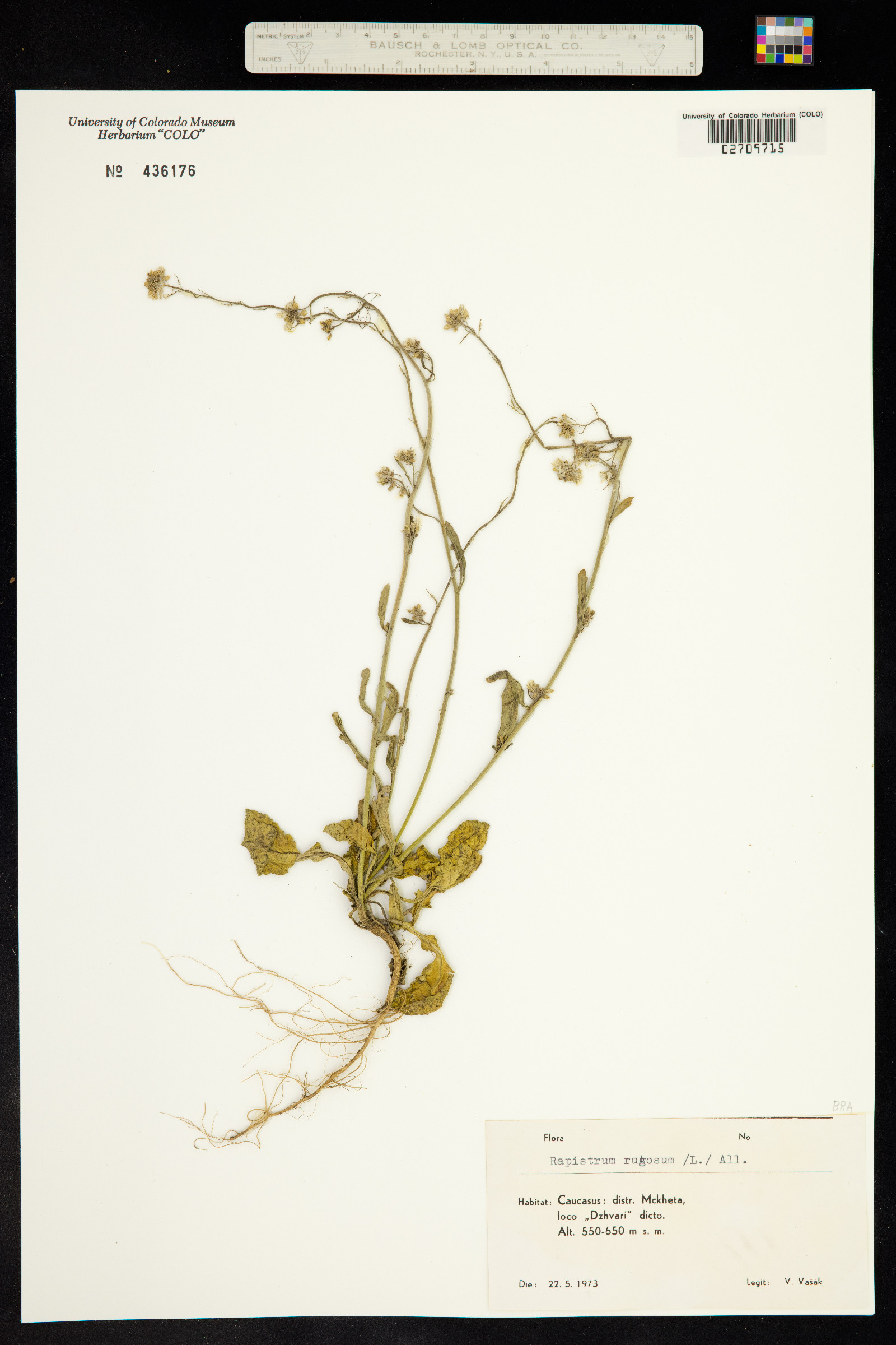 Rapistrum rugosum image