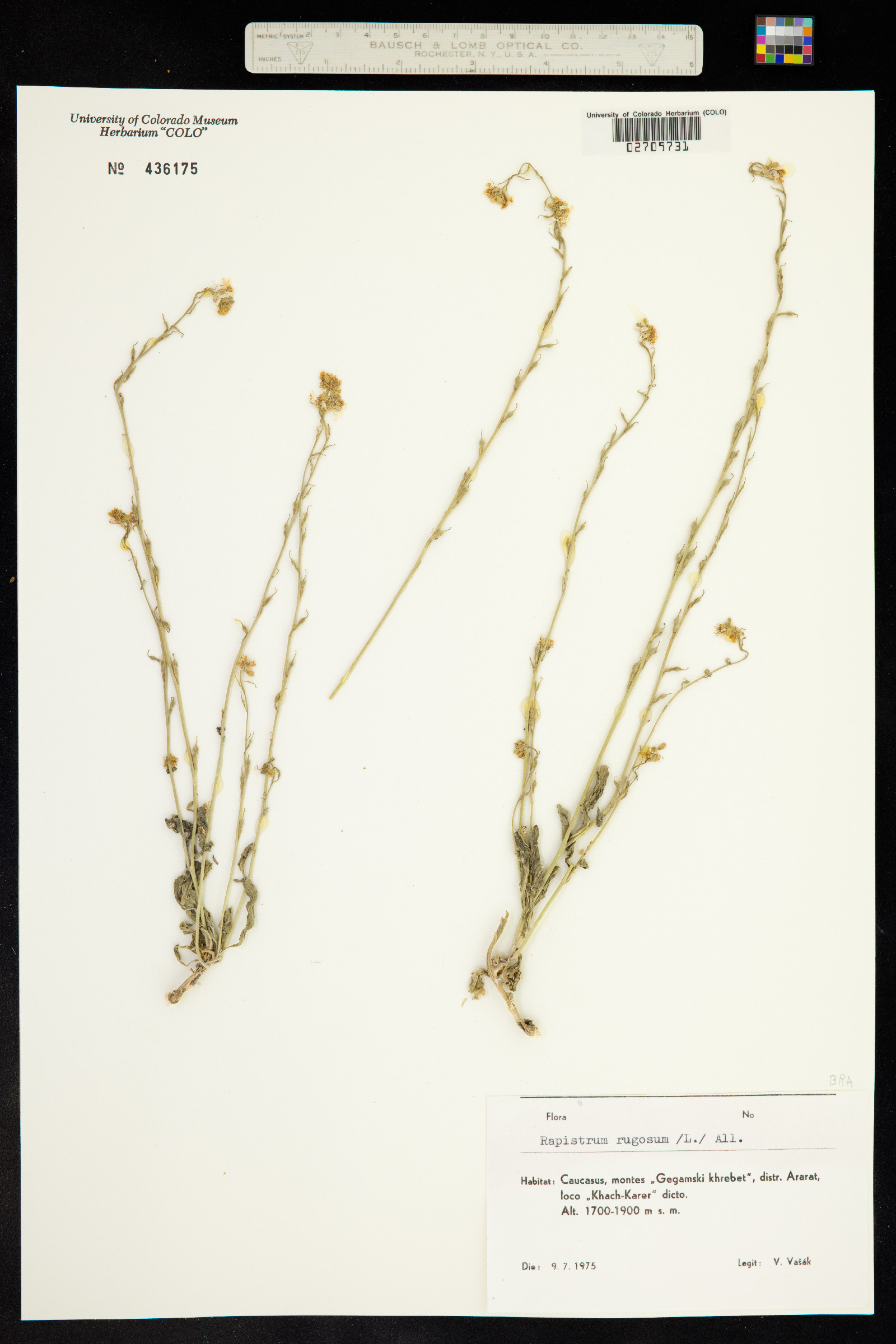 Rapistrum rugosum image