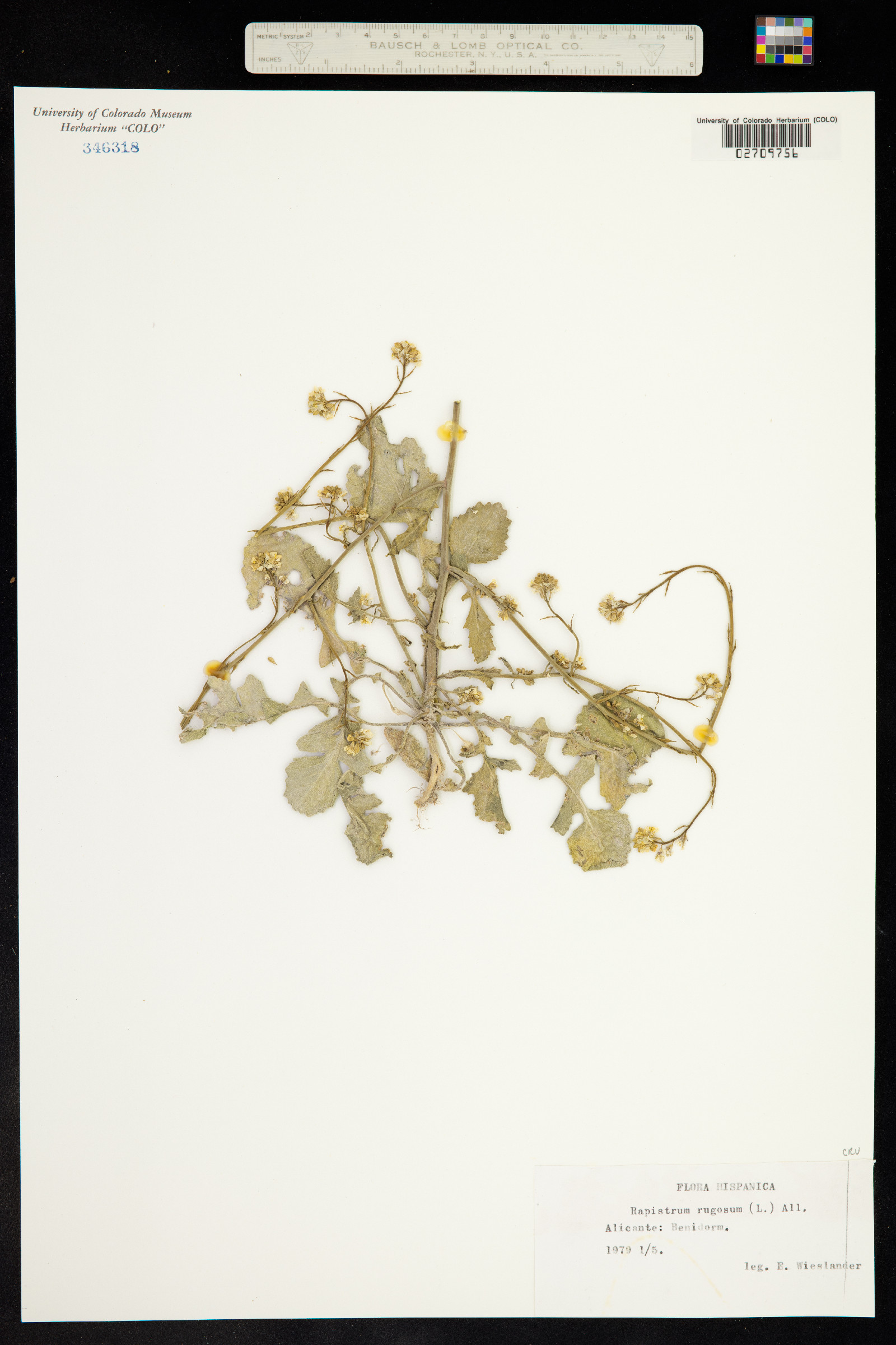 Rapistrum image
