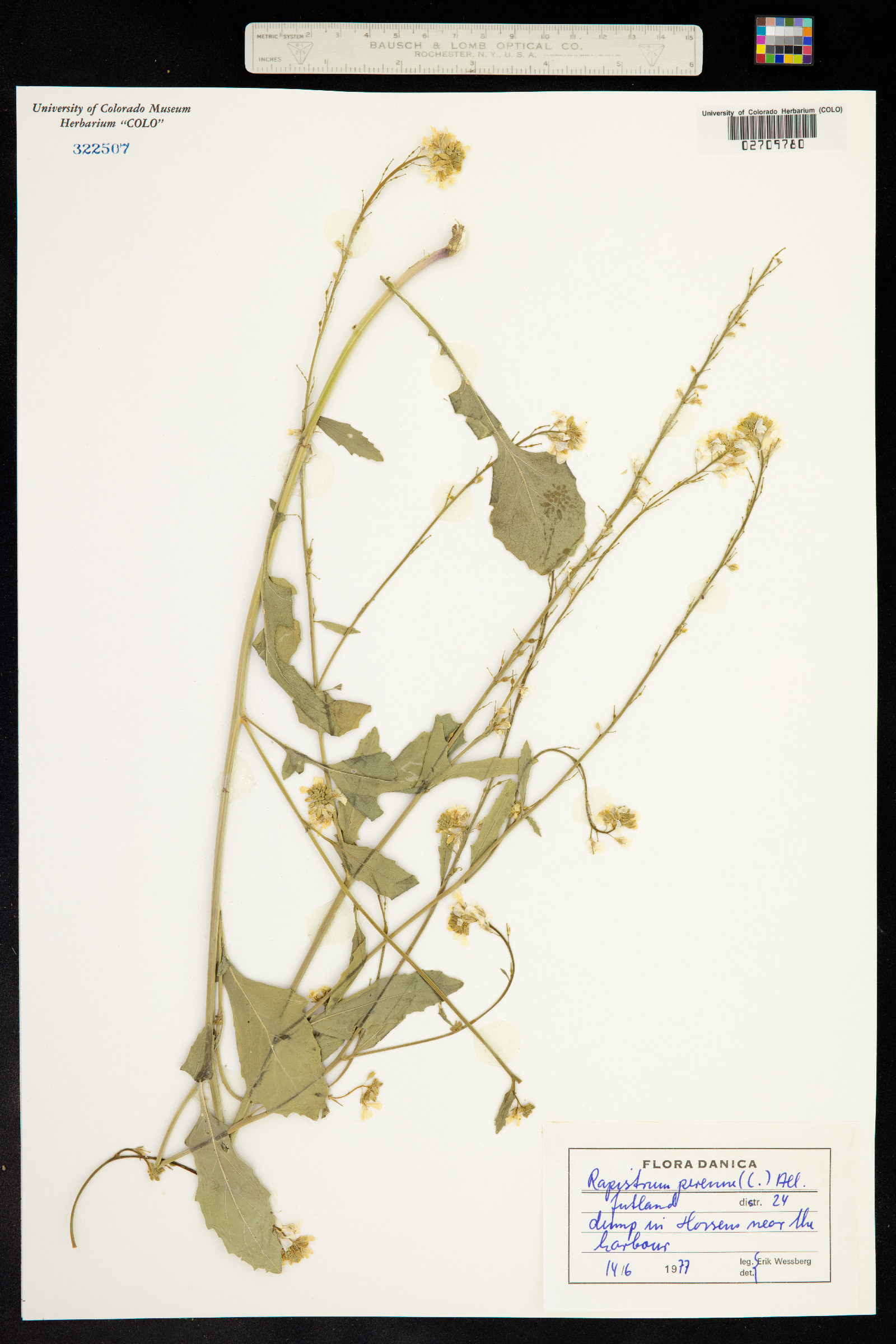 Rapistrum perenne image