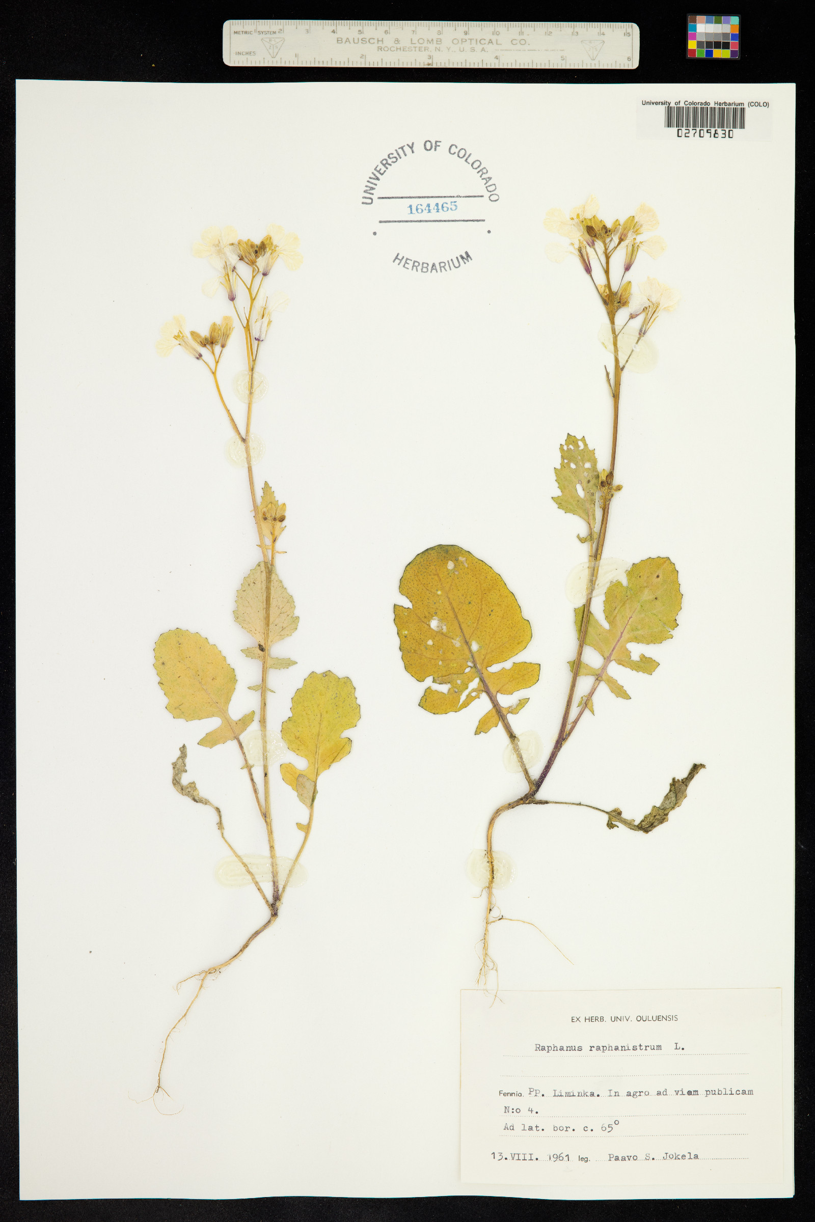 Raphanus raphanistrum image