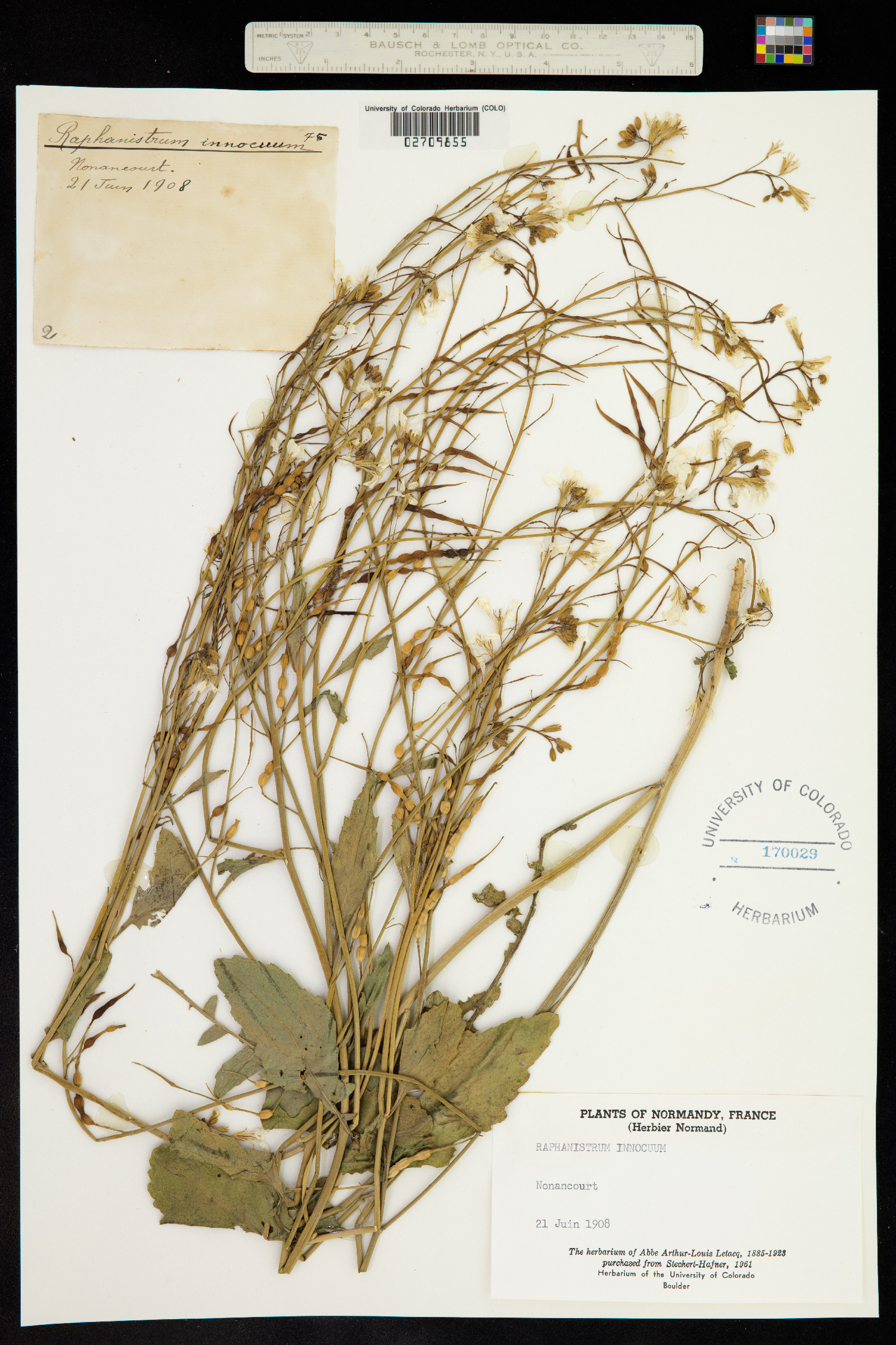 Raphanus raphanistrum image