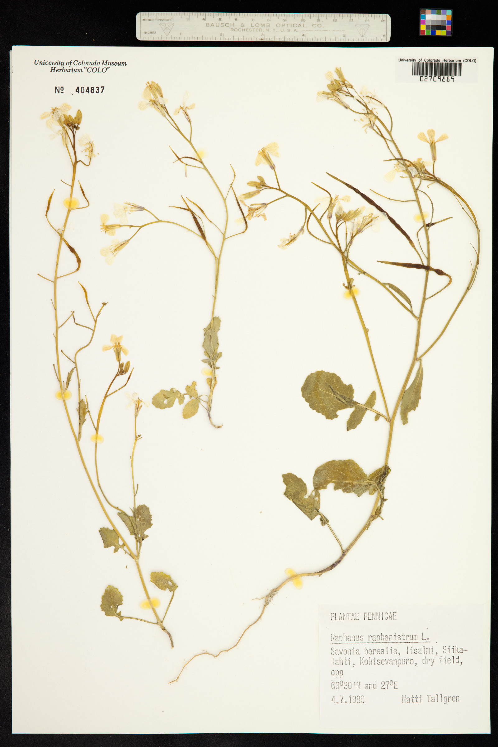 Raphanus raphanistrum image