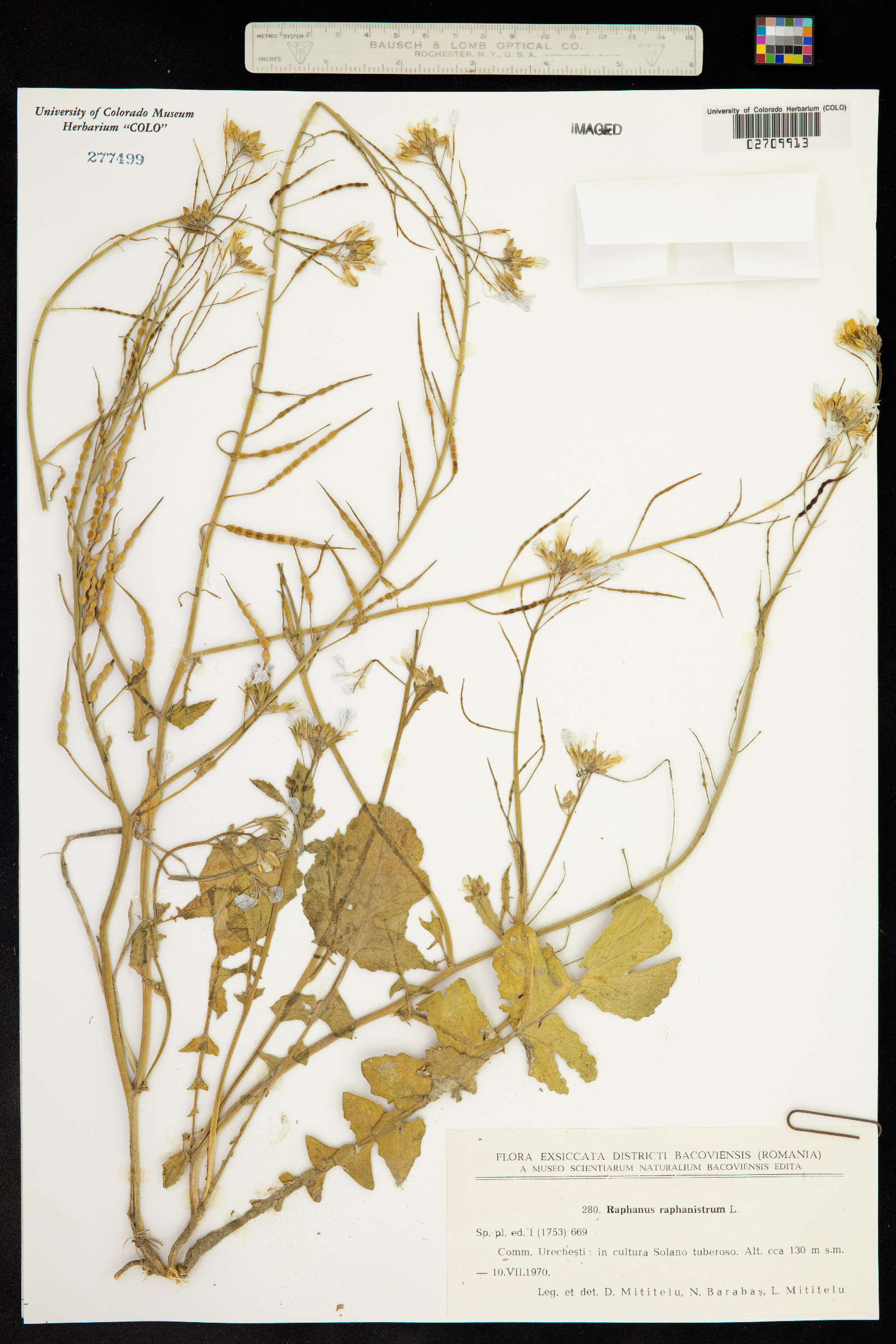 Raphanus raphanistrum image