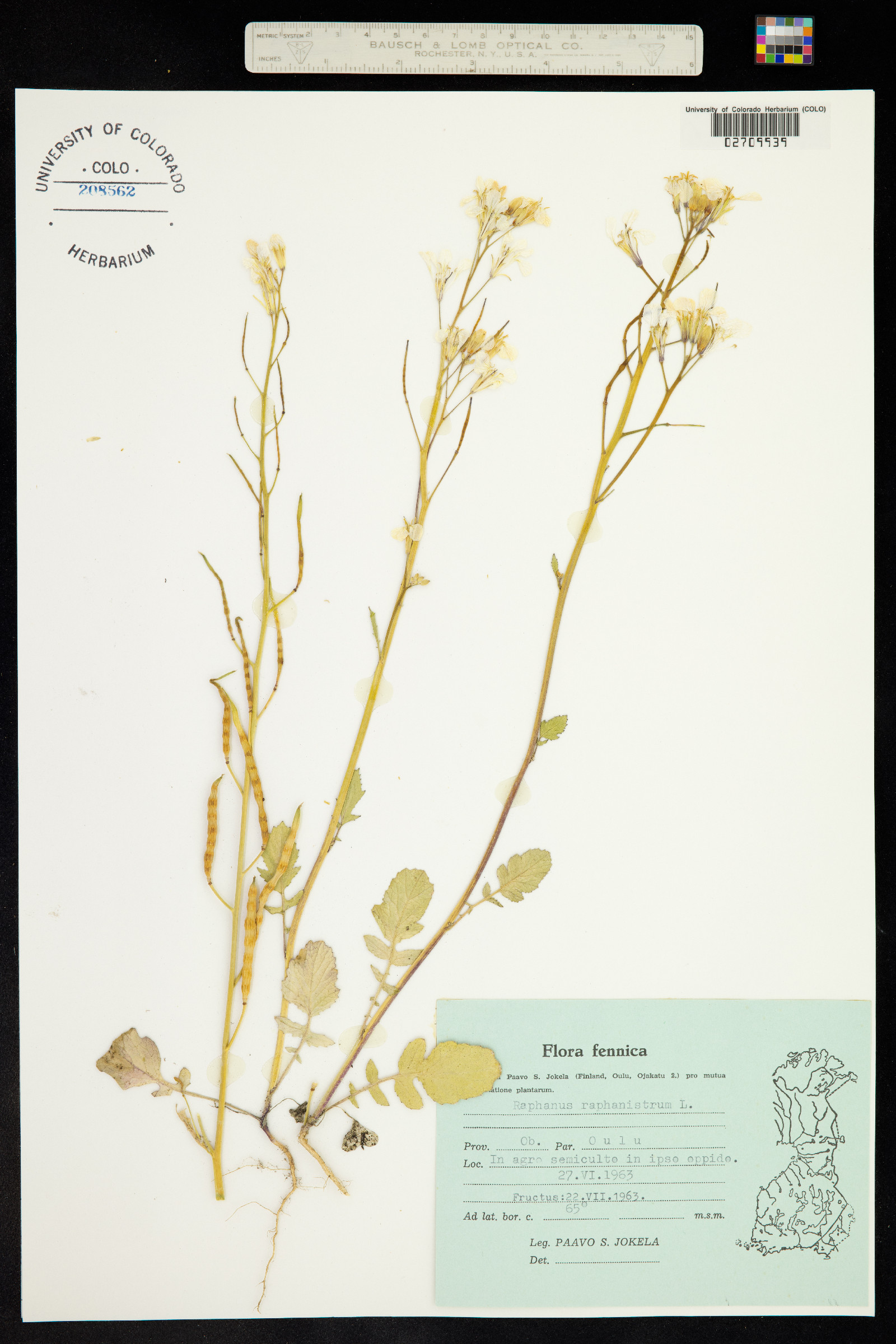 Raphanus raphanistrum image