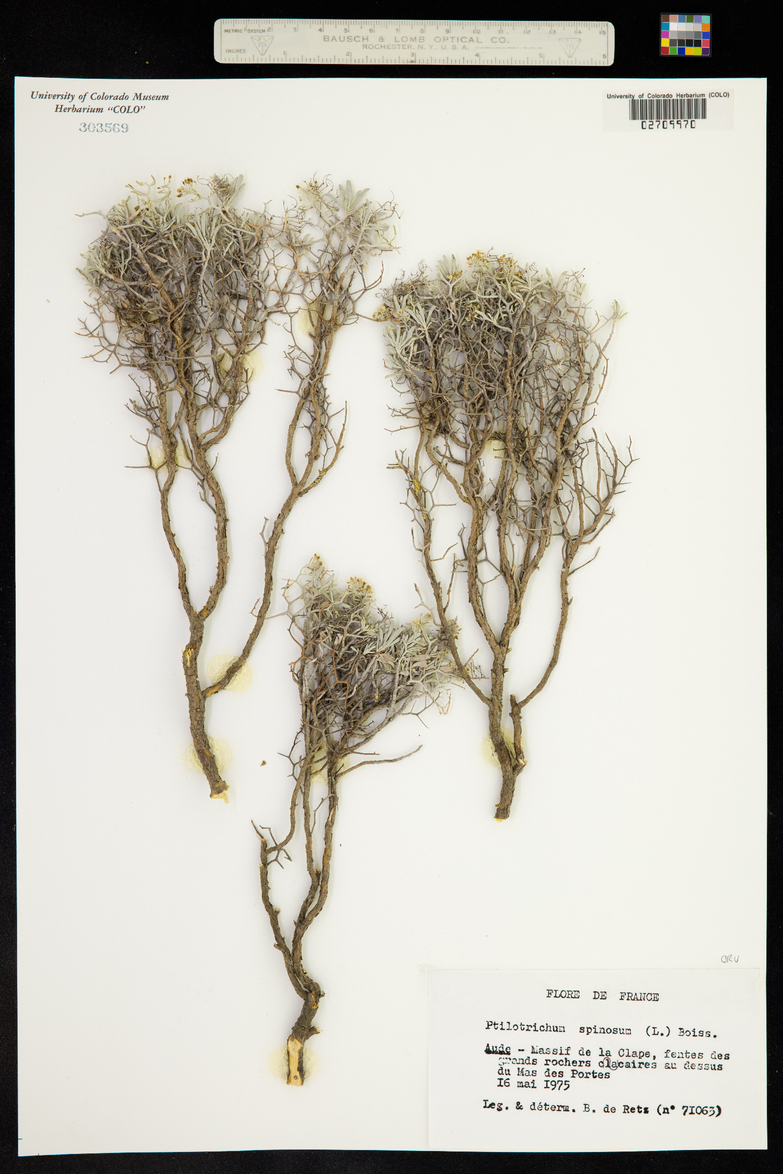 Ptilotrichum spinosum image