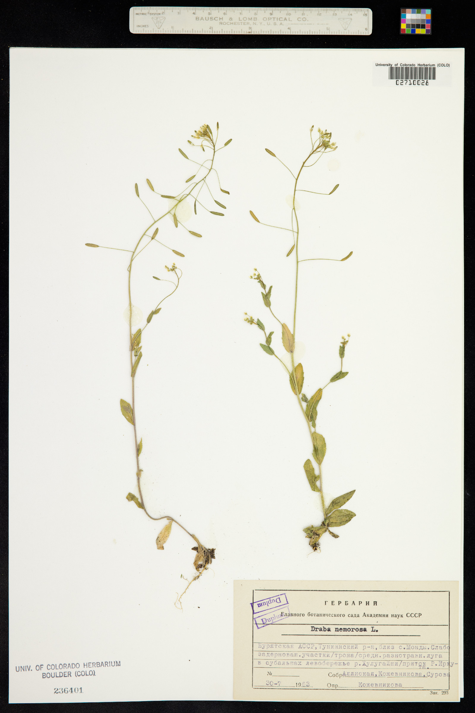 Draba nemorosa image