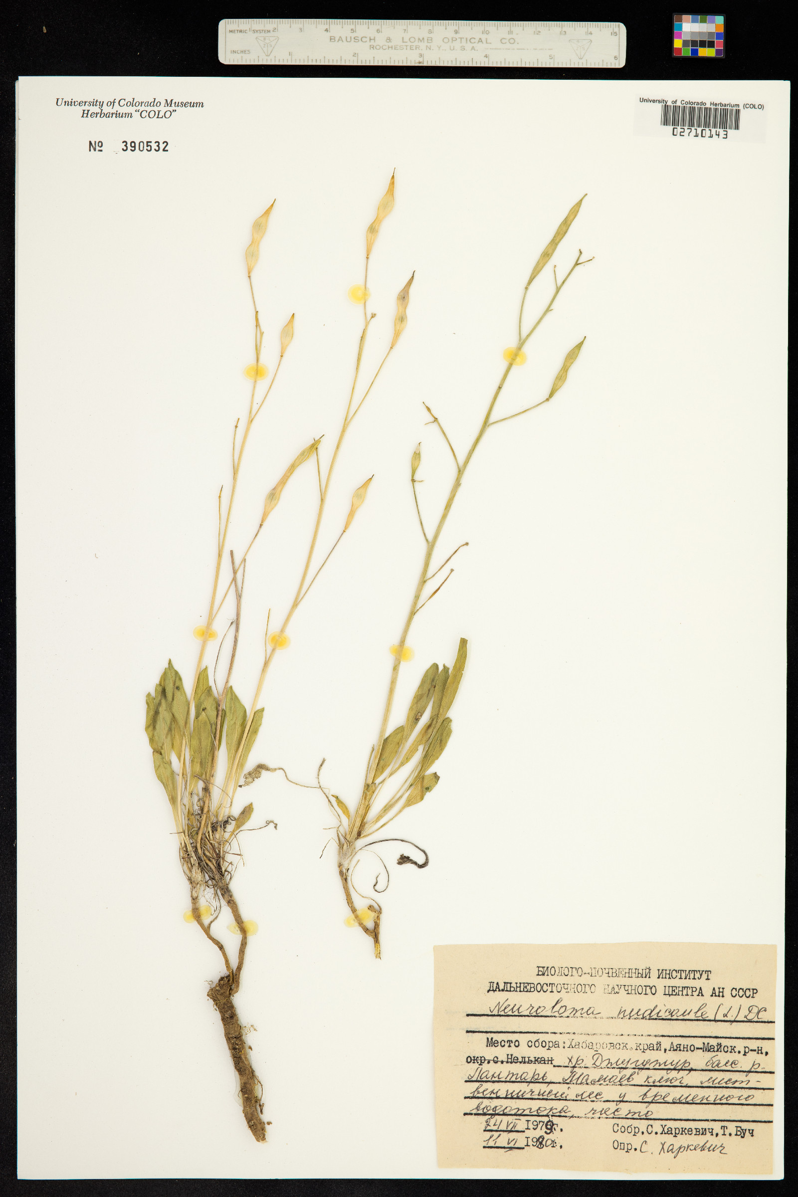 Parrya nudicaulis image