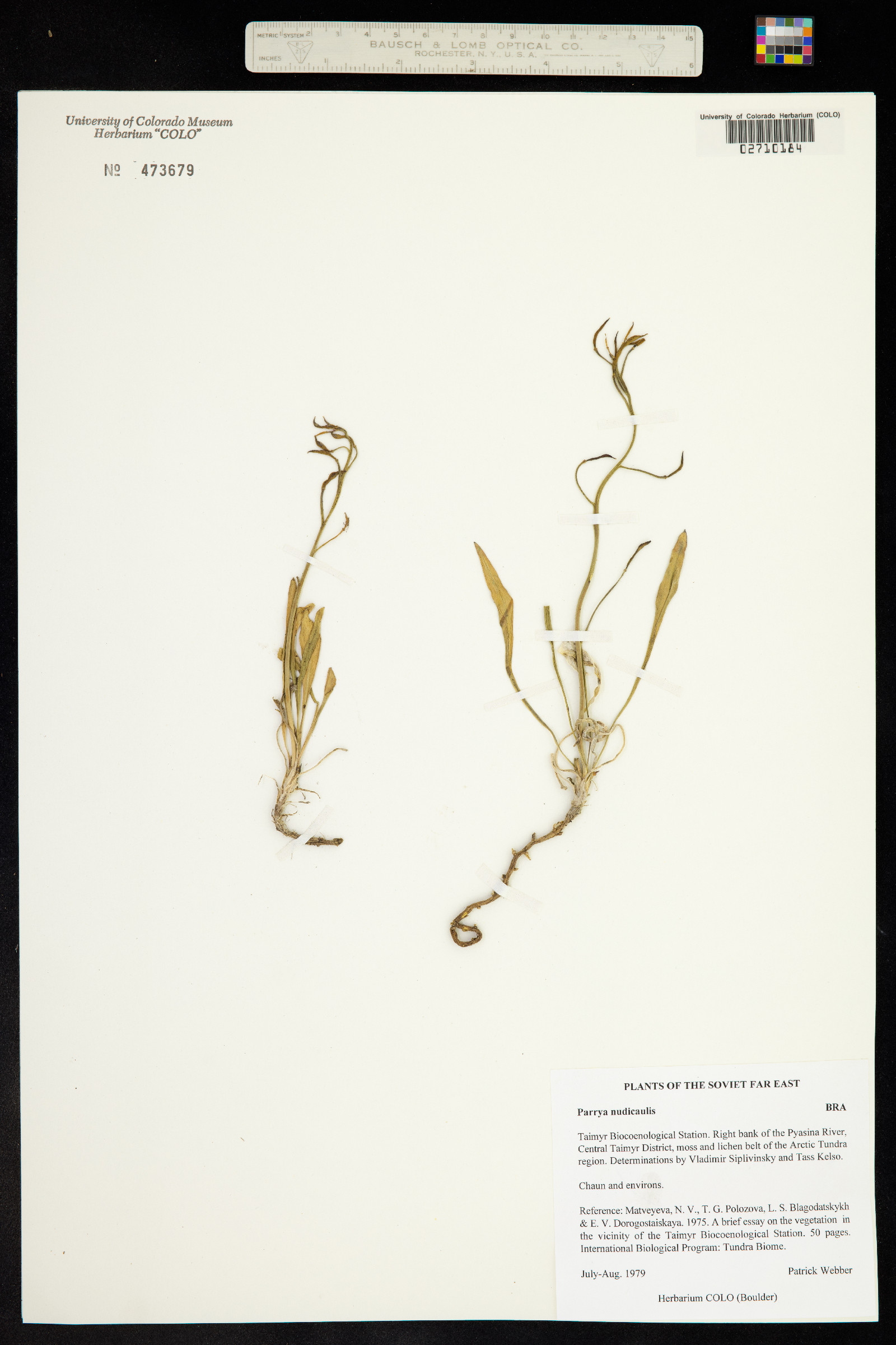 Parrya nudicaulis image