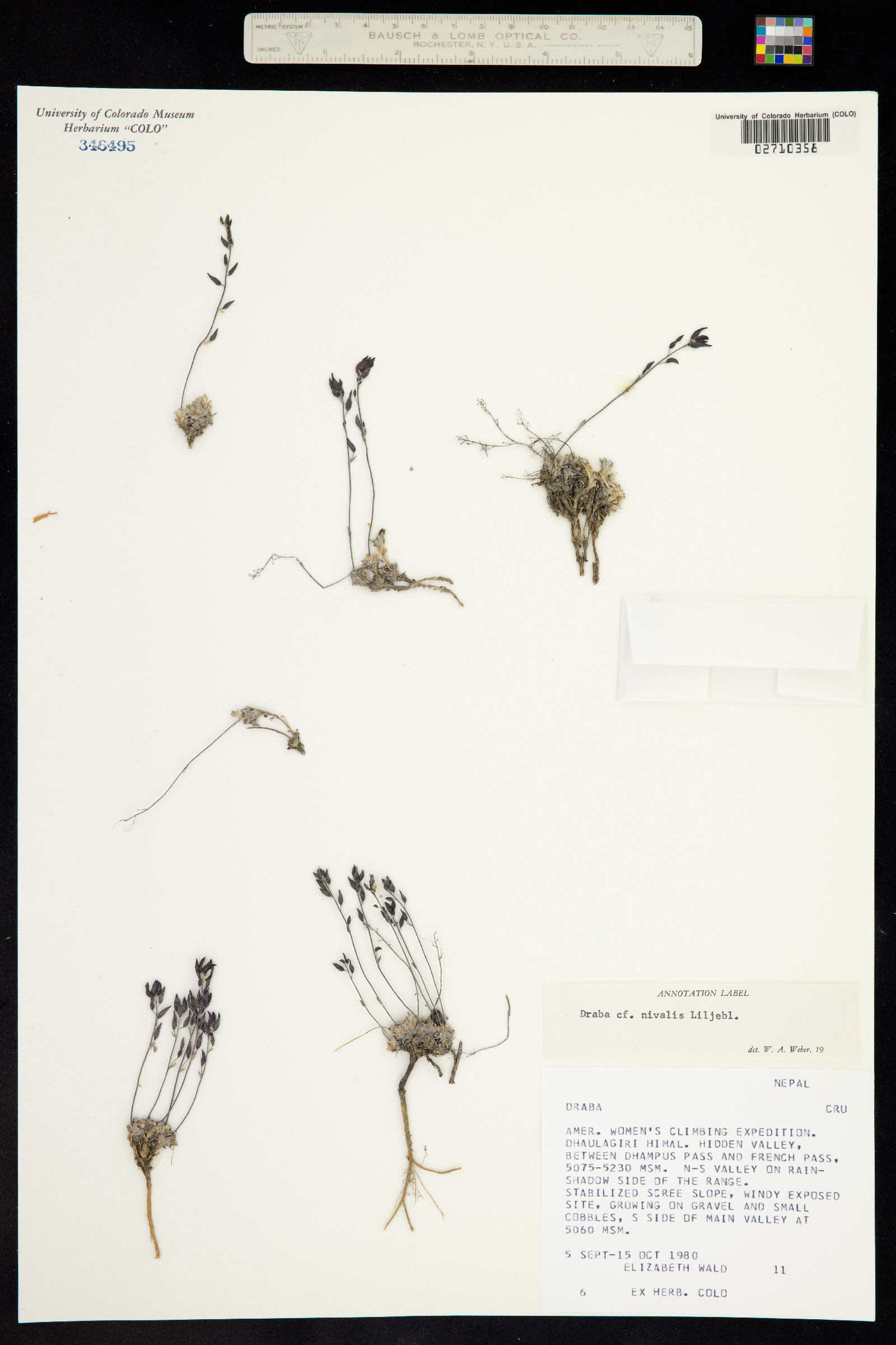 Draba nivalis image