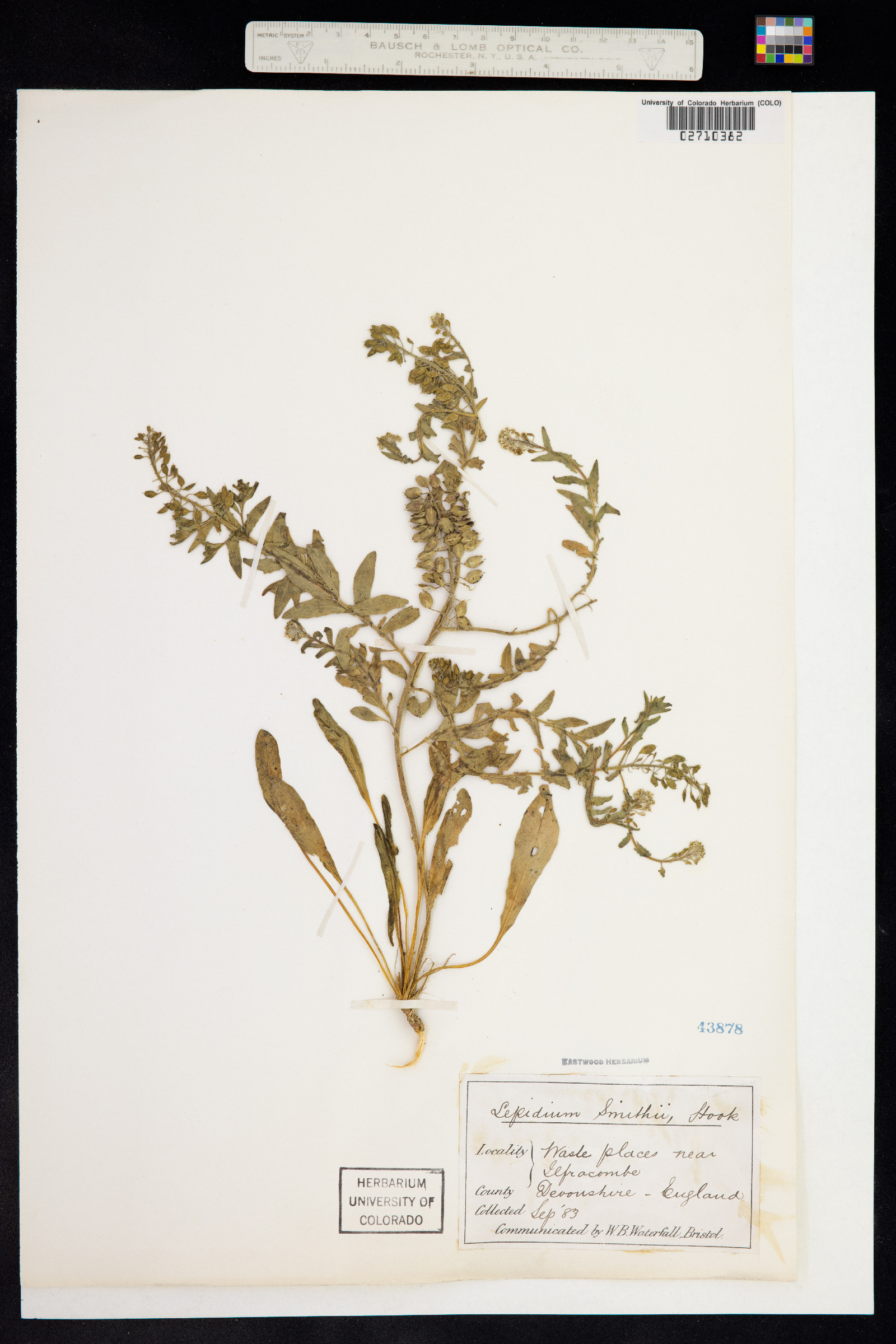 Lepidium heterophyllum image