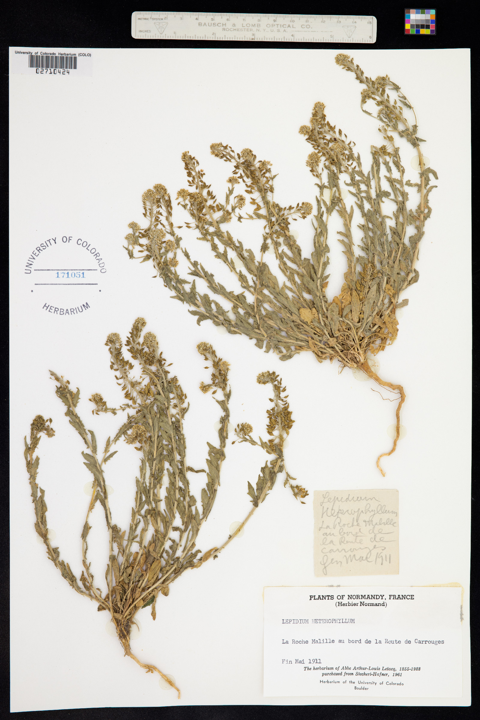 Lepidium heterophyllum image