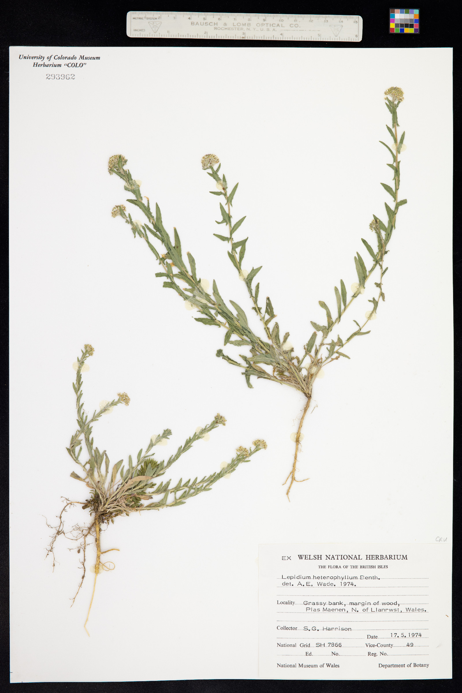 Lepidium heterophyllum image
