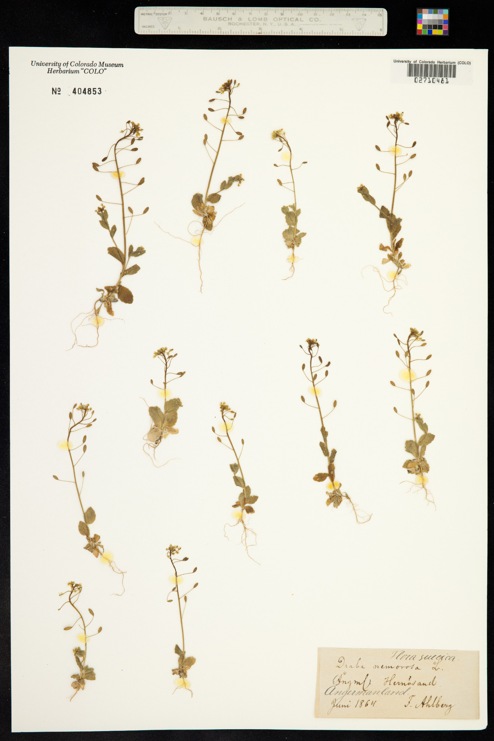 Draba nemorosa image