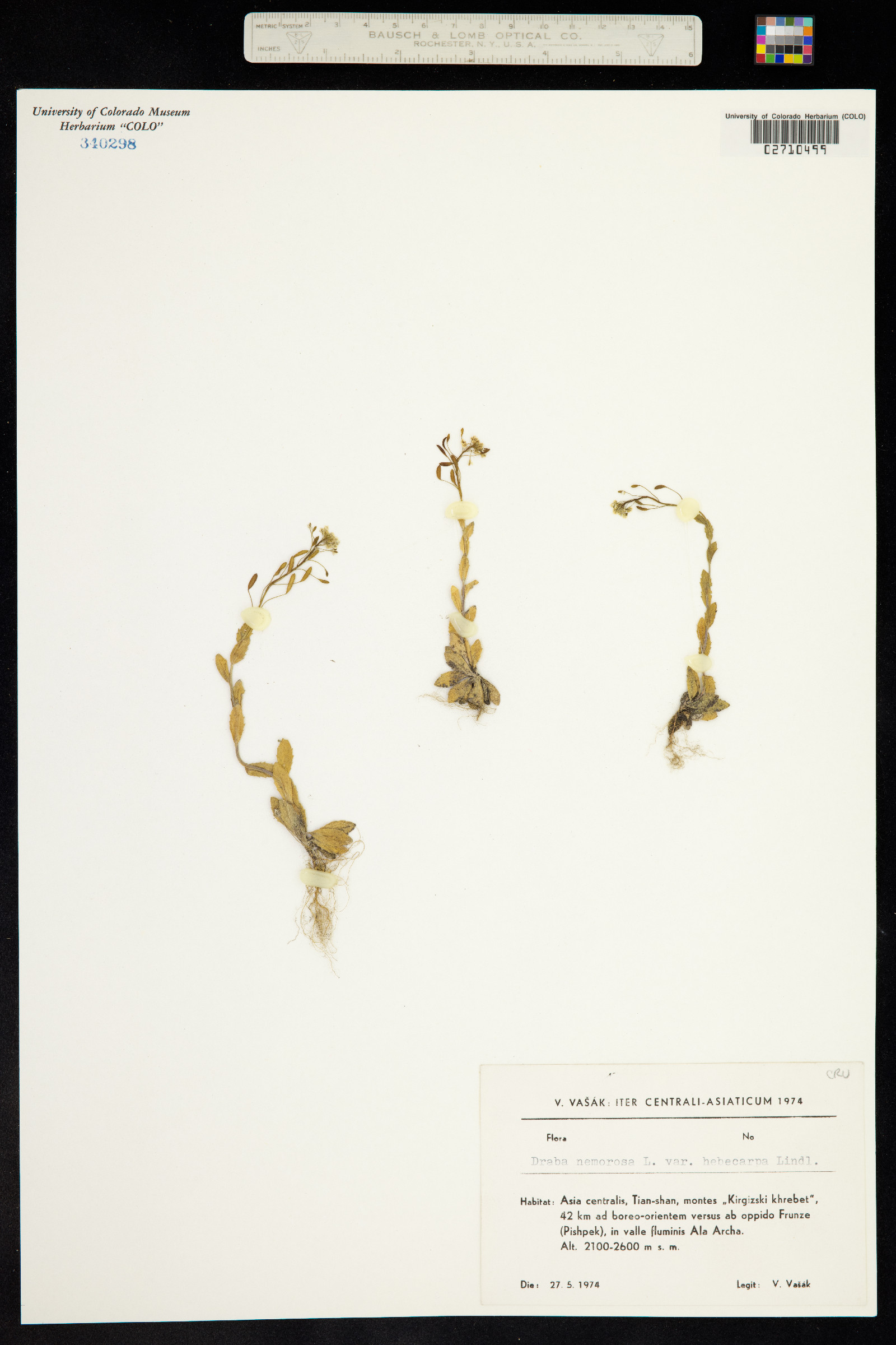 Draba nemorosa image