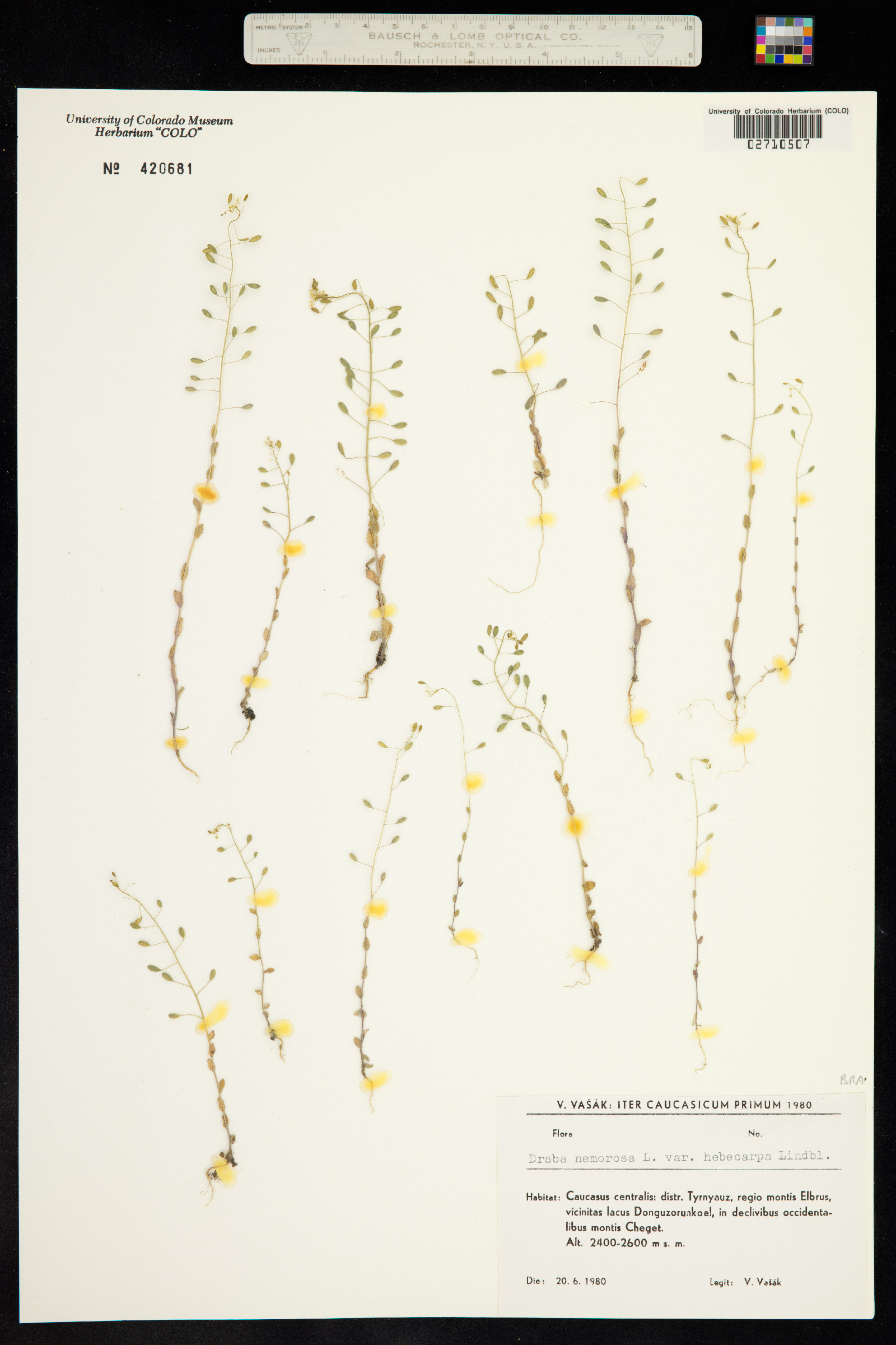 Draba nemorosa image