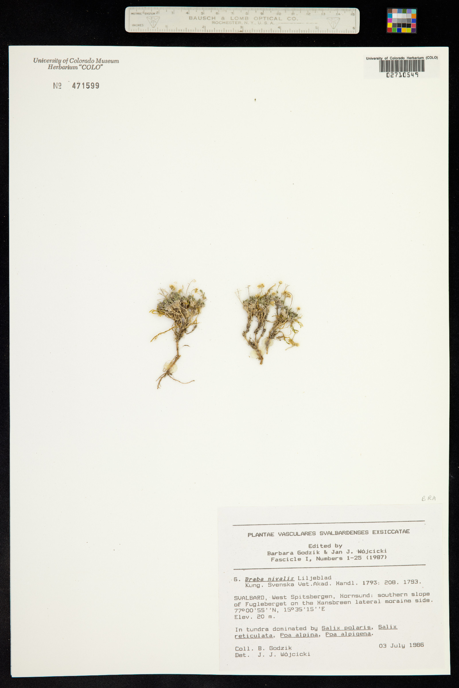 Draba nivalis image