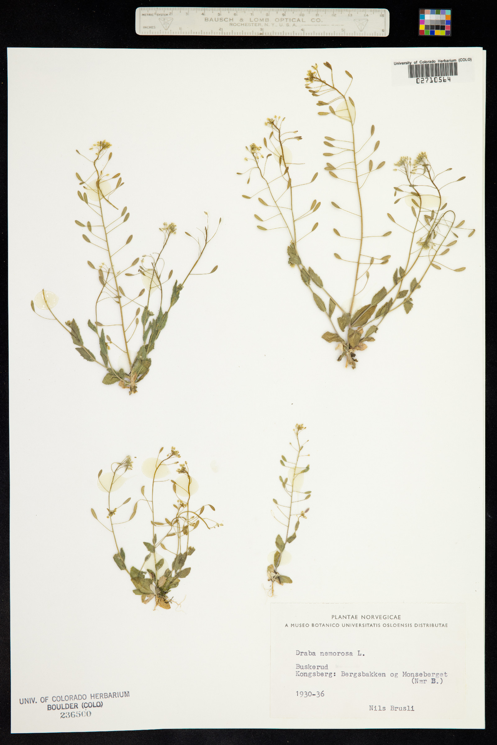 Draba nemorosa image