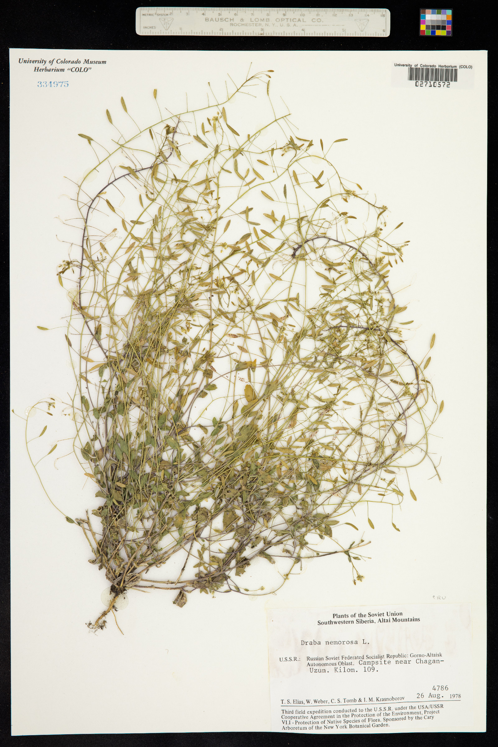 Draba nemorosa image