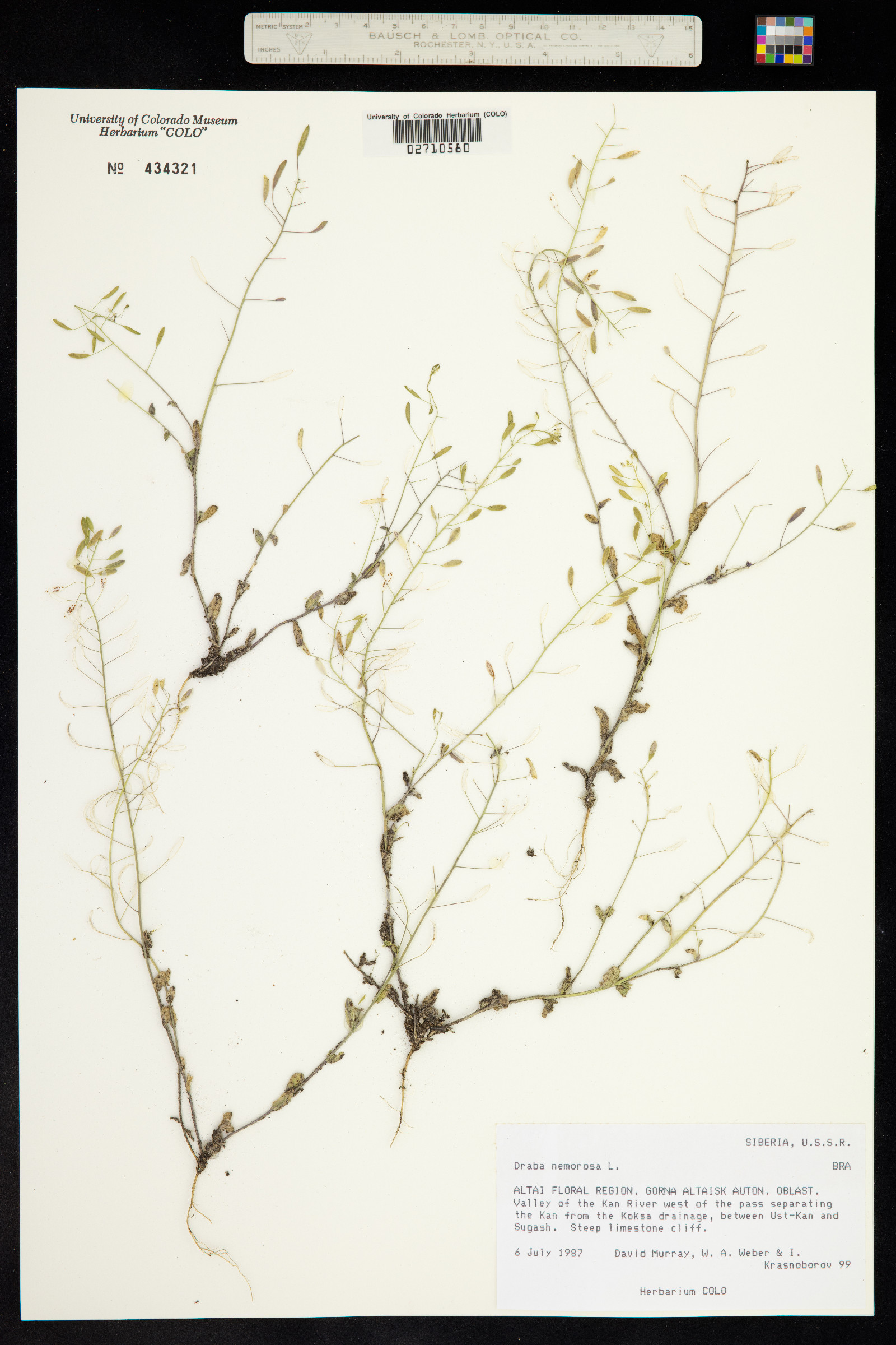 Draba nemorosa image