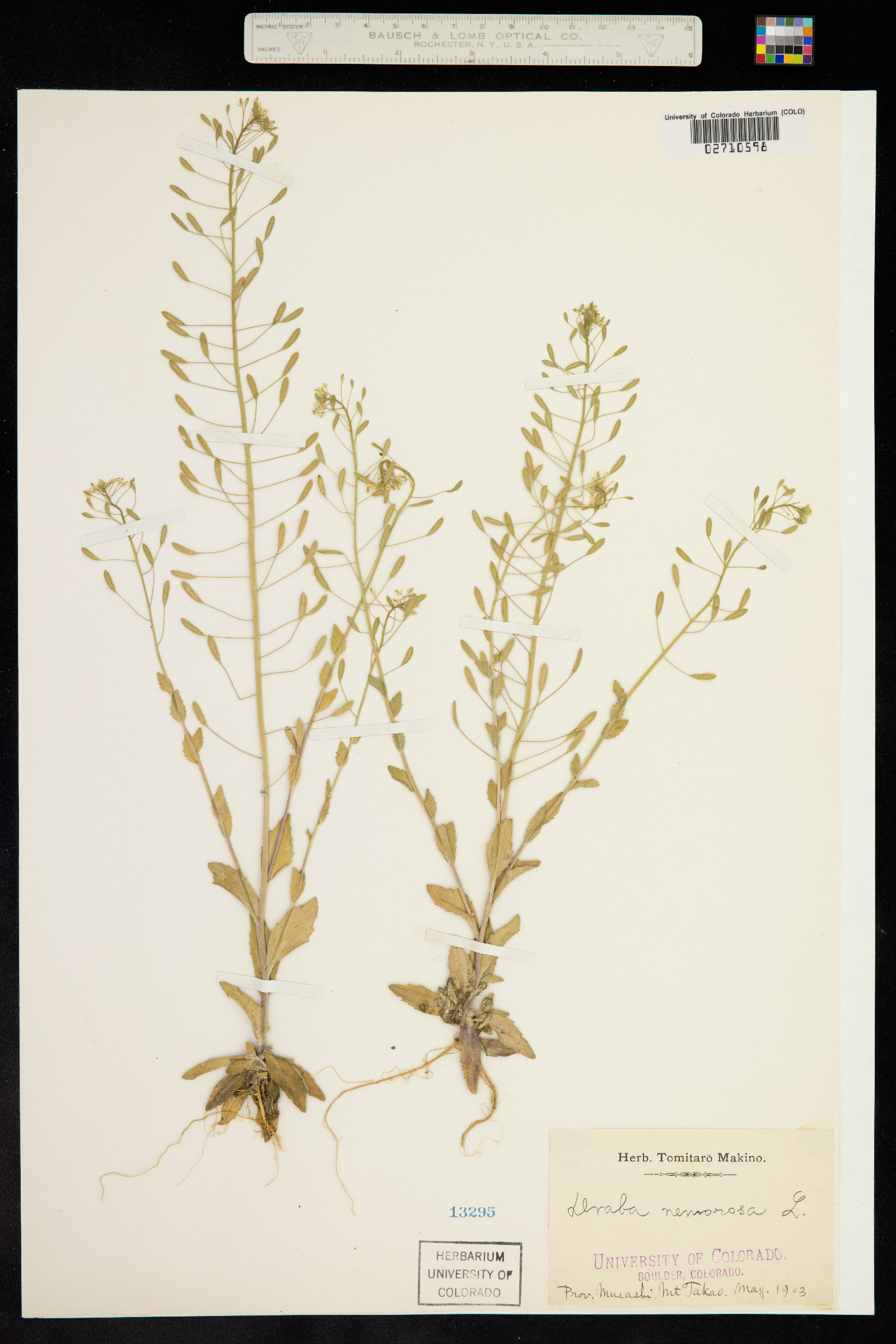 Draba nemorosa image