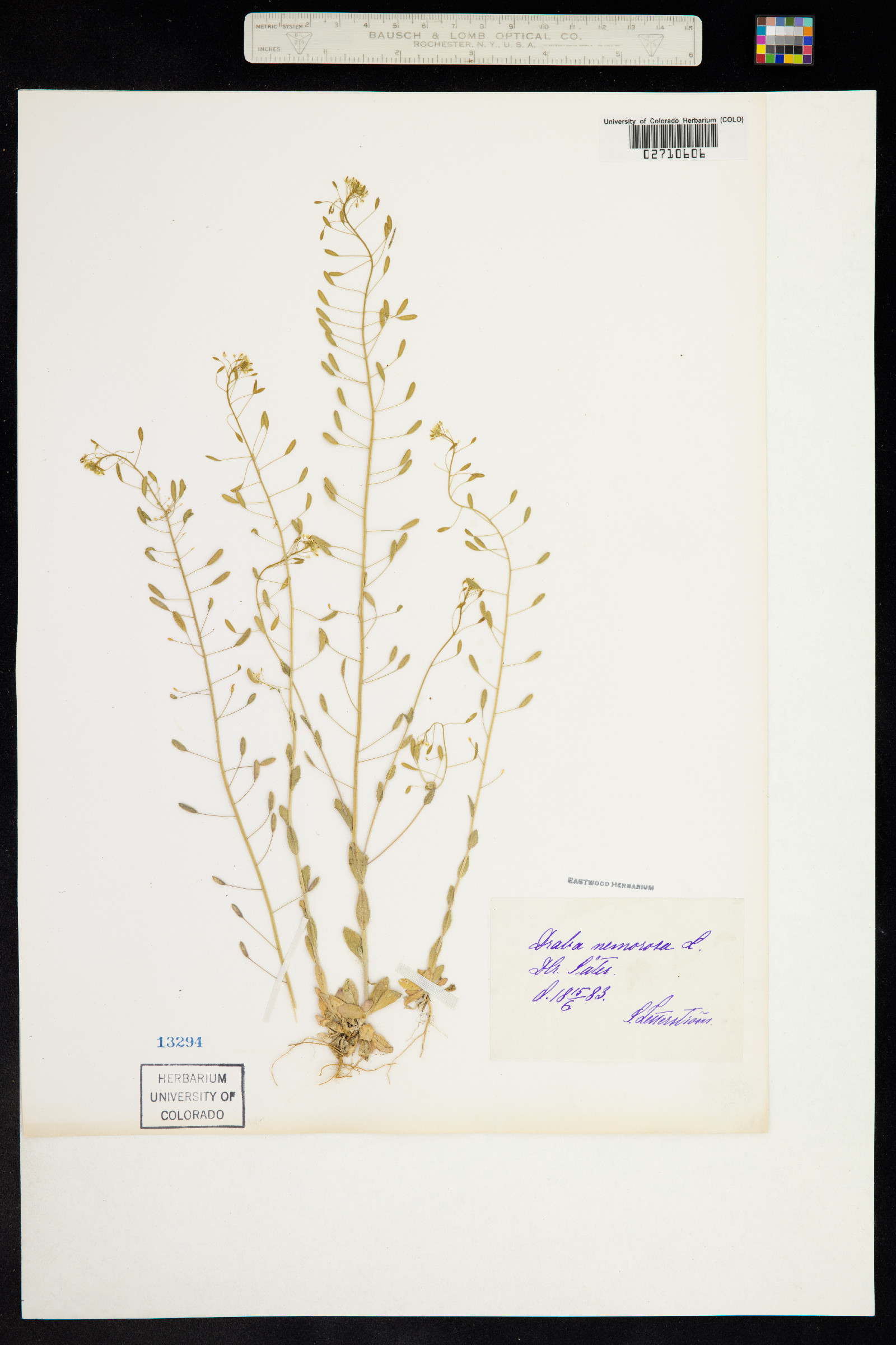 Draba nemorosa image
