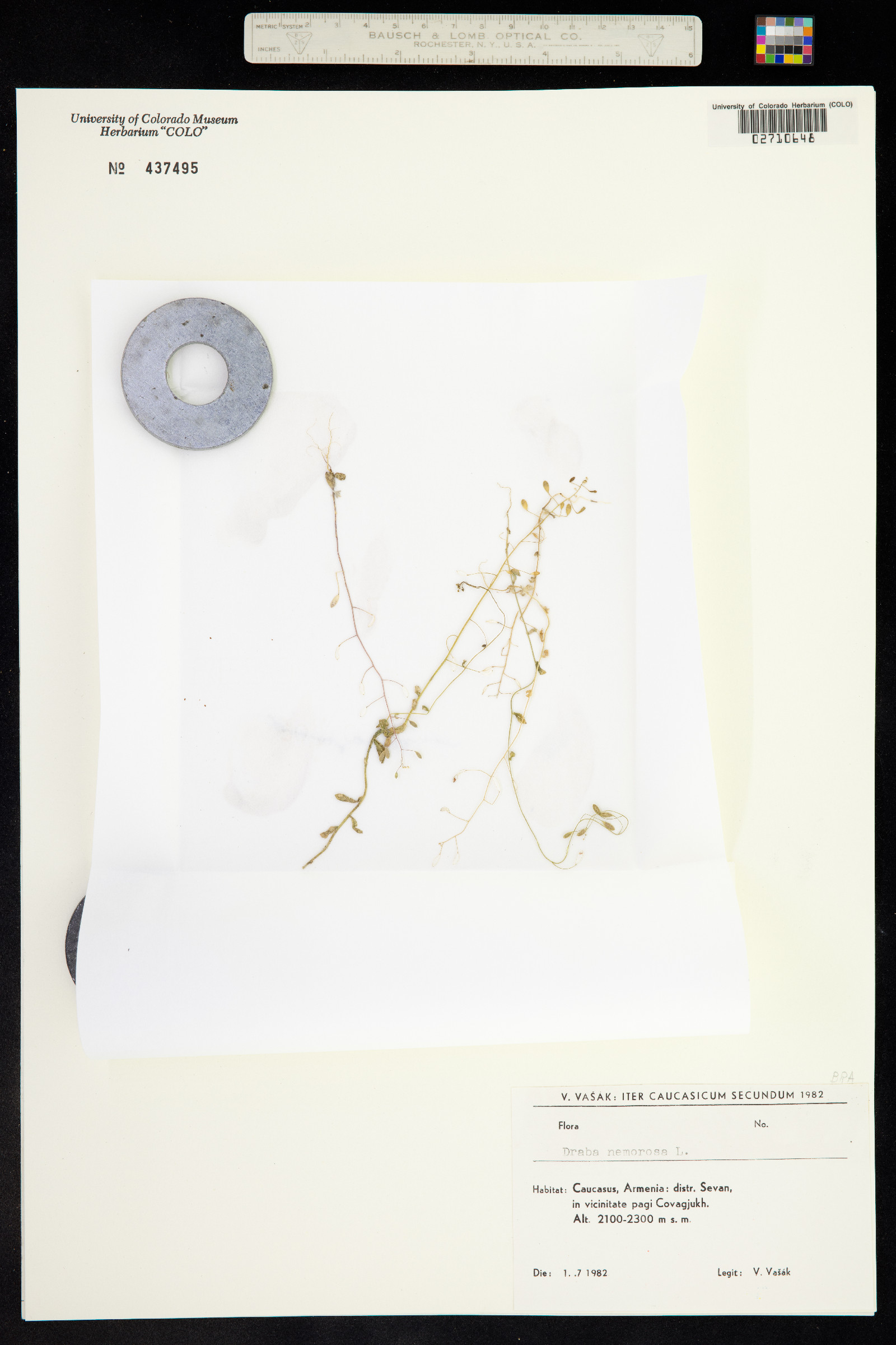 Draba nemorosa image