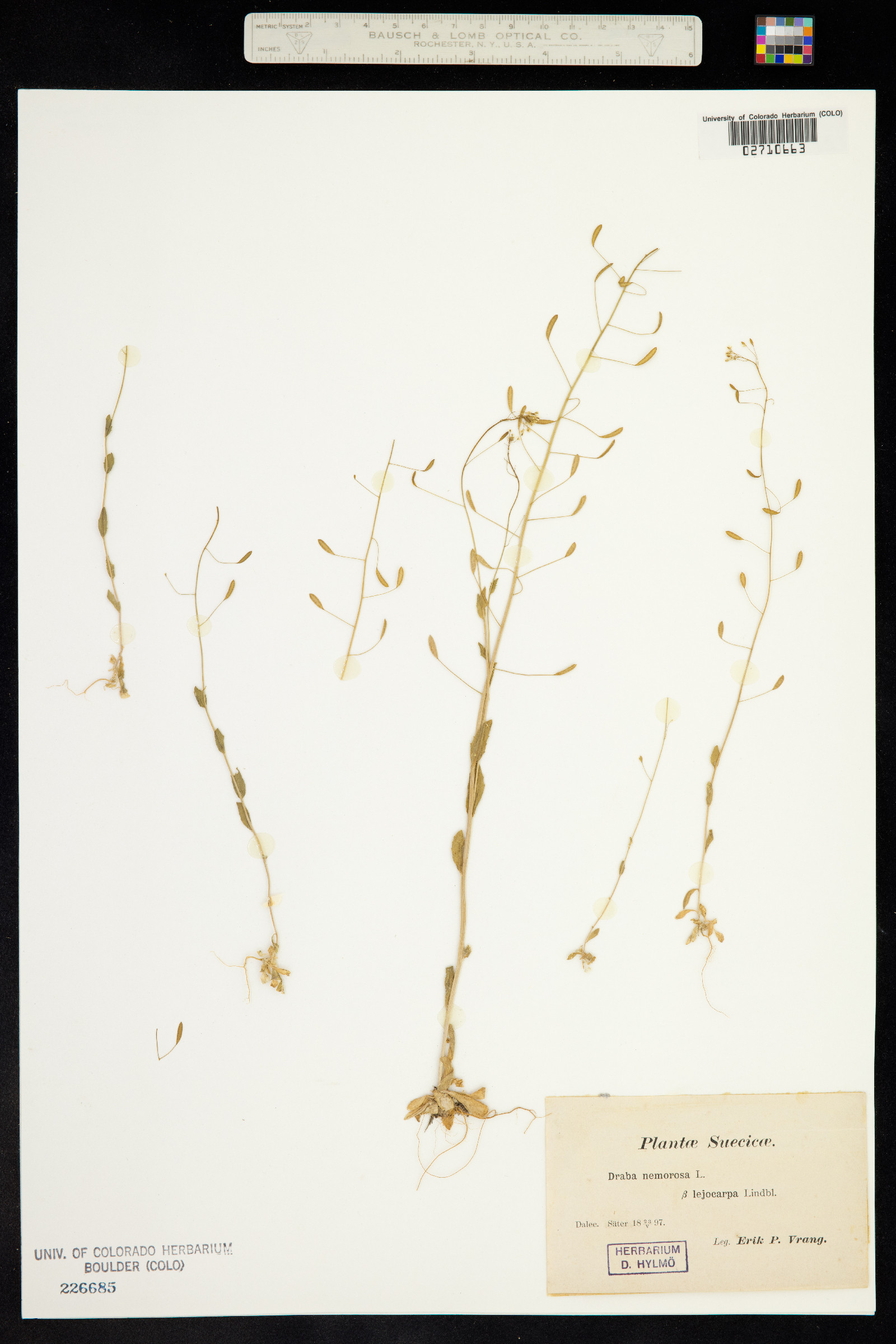 Draba nemorosa image