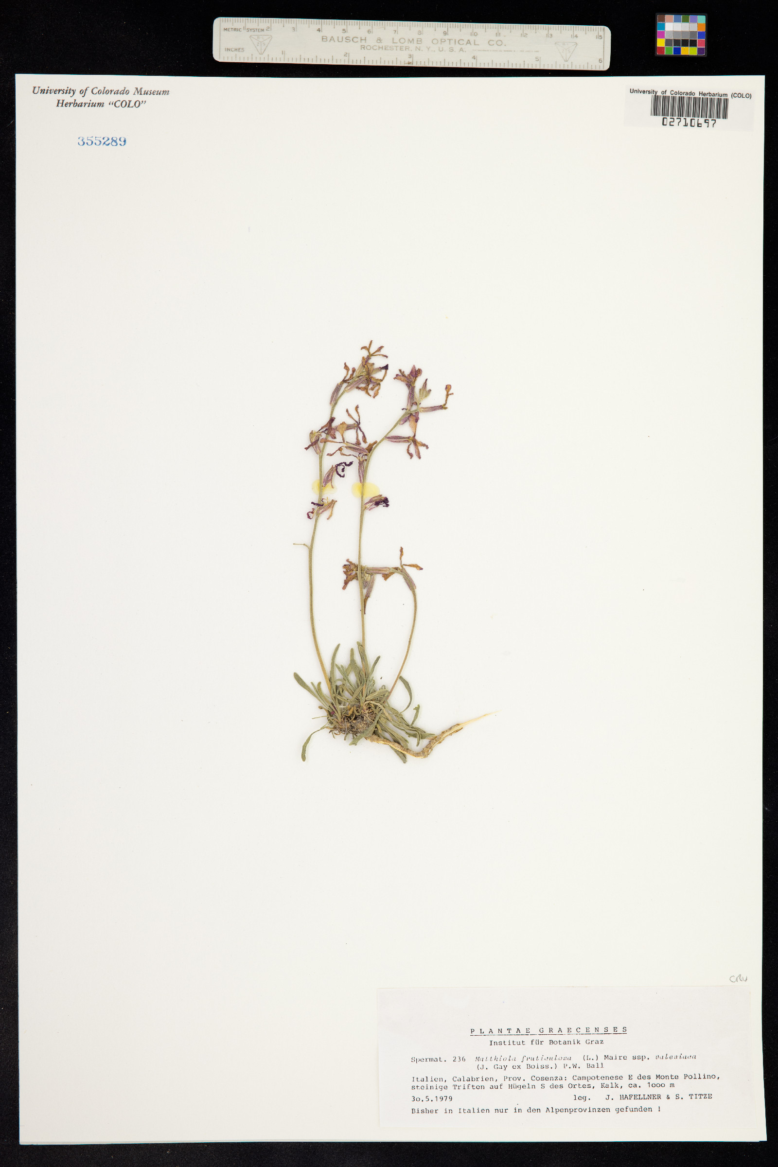 Matthiola fruticulosa image