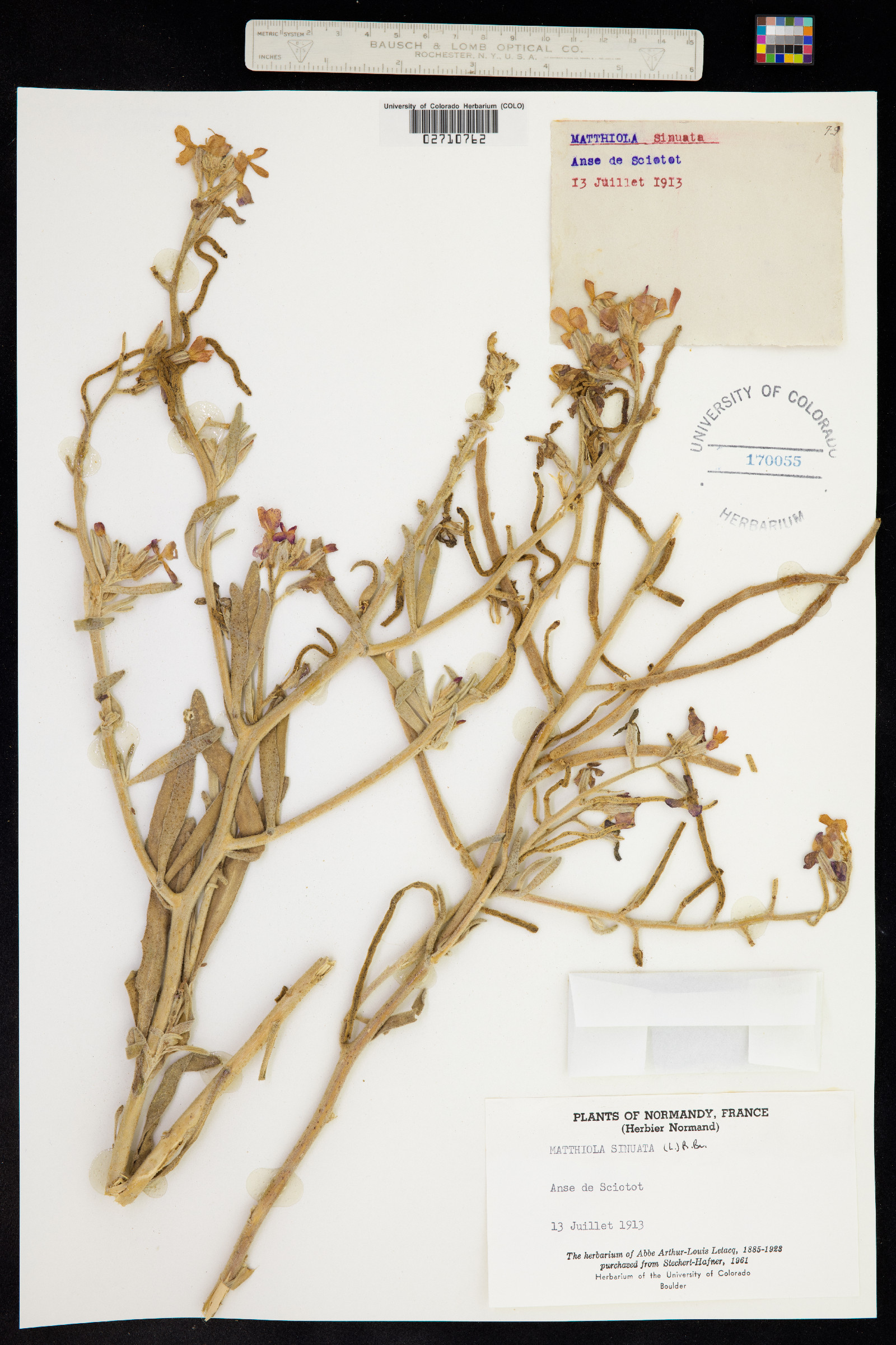 Matthiola sinuata image