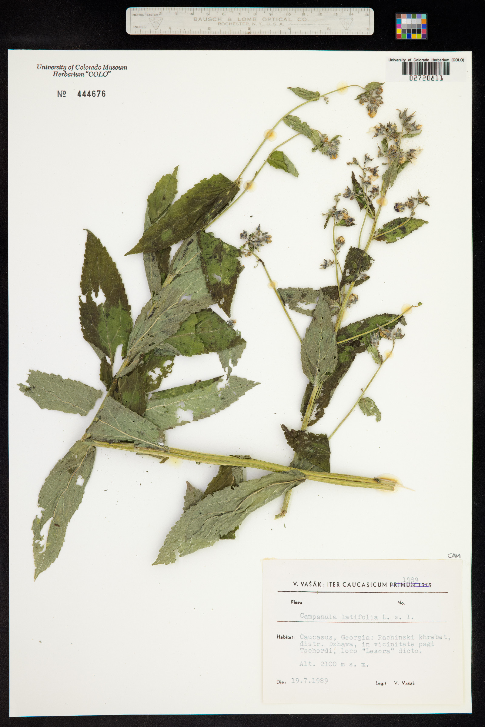 Campanula latifolia image