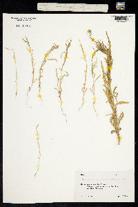 Image of Matthiola chenopodiifolia