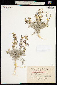 Image of Matthiola odoratissima