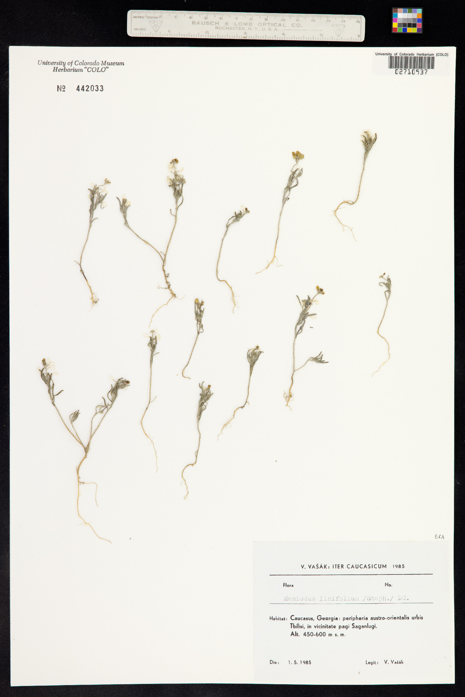 Alyssum linifolium image