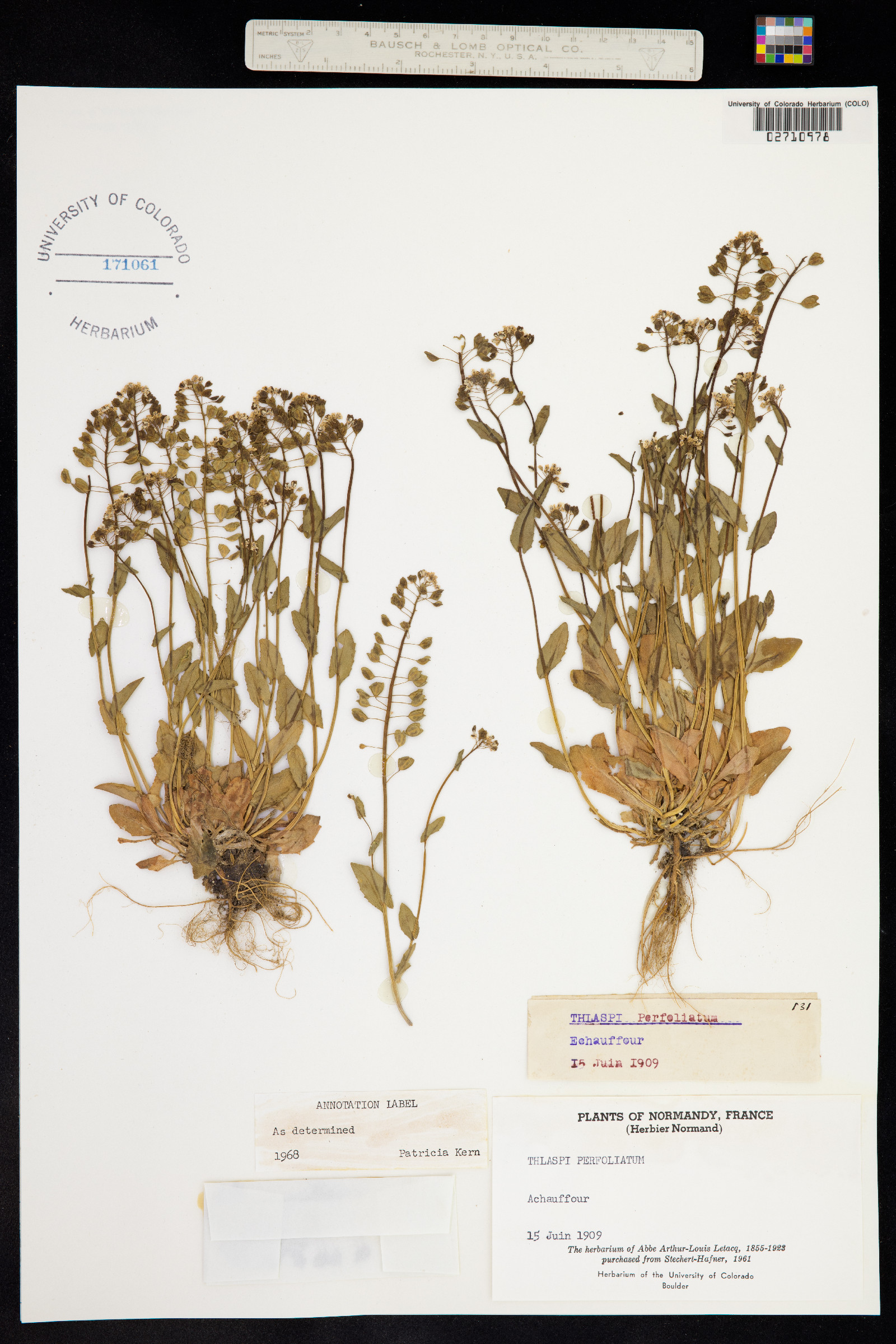 Microthlaspi perfoliatum image